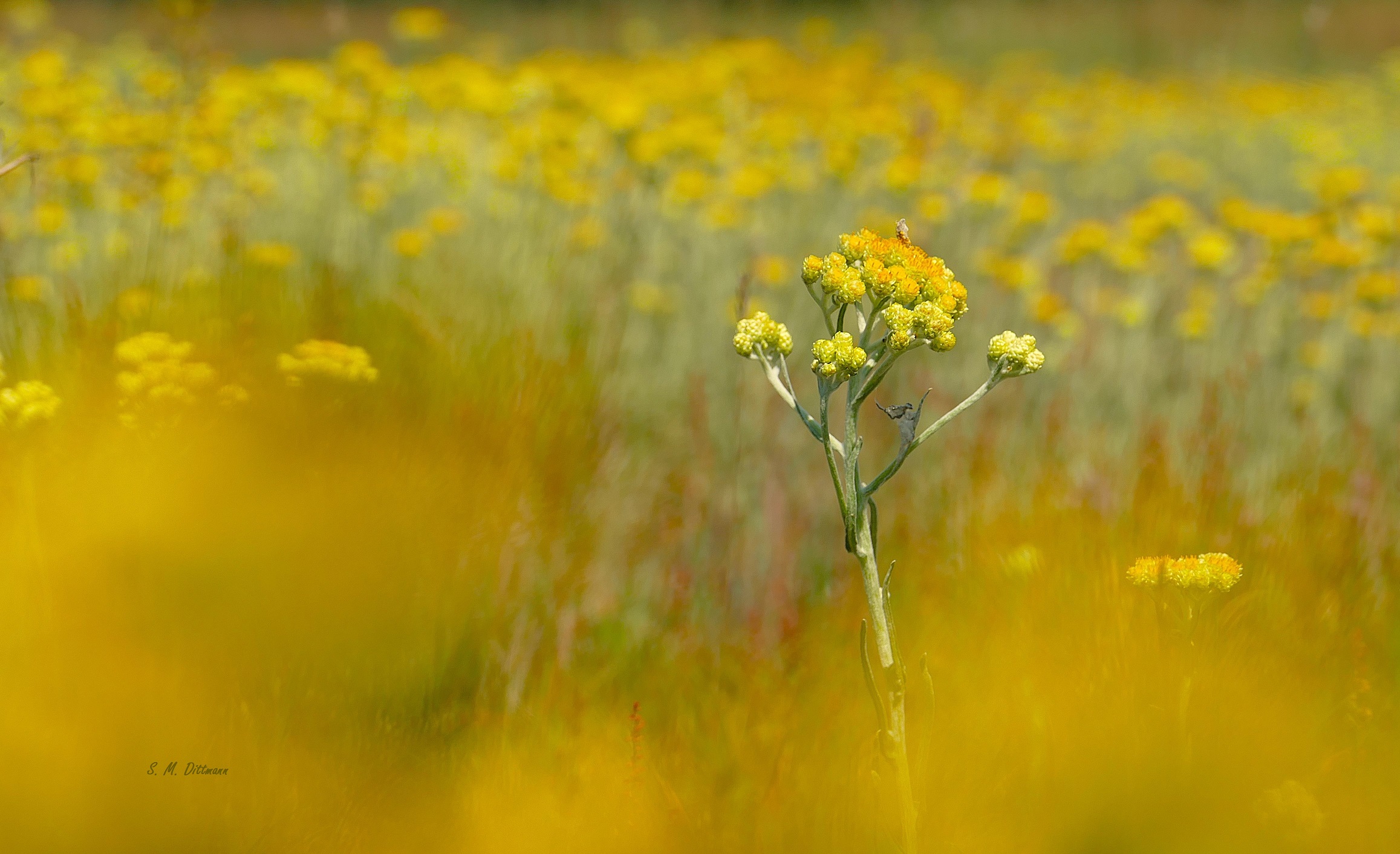 Die Gelbe Sandstrohblume