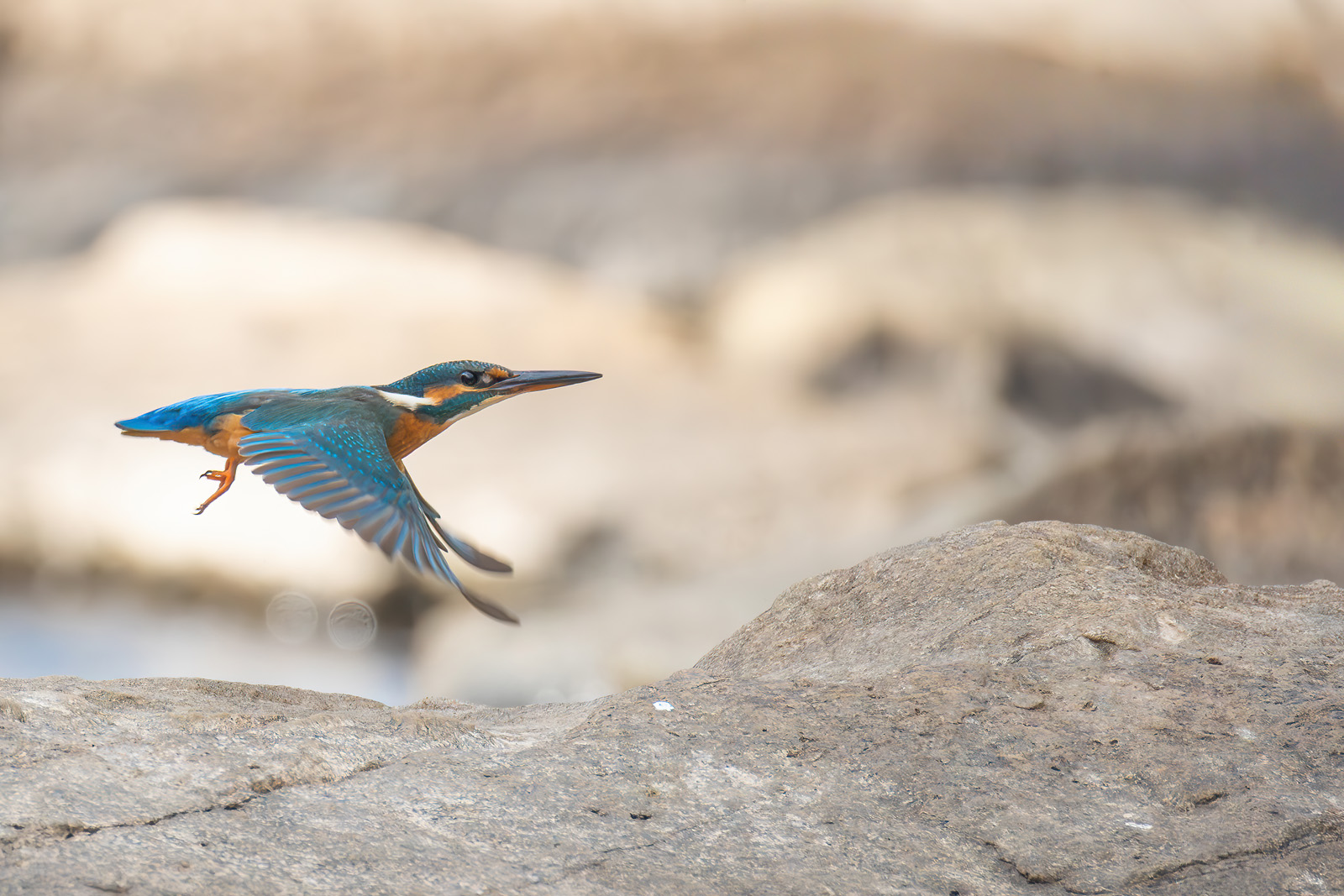 Eisvogel zwischen den Steinen im Fluss