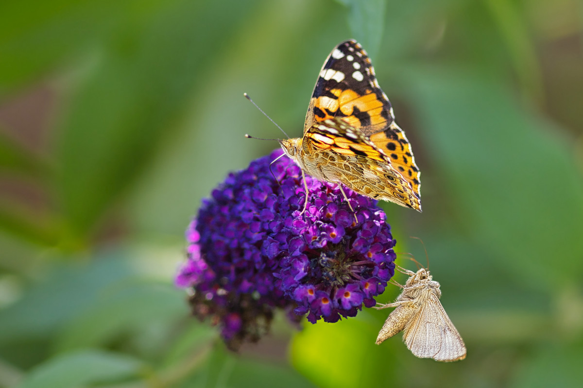 Distelfalter und Gammaeule