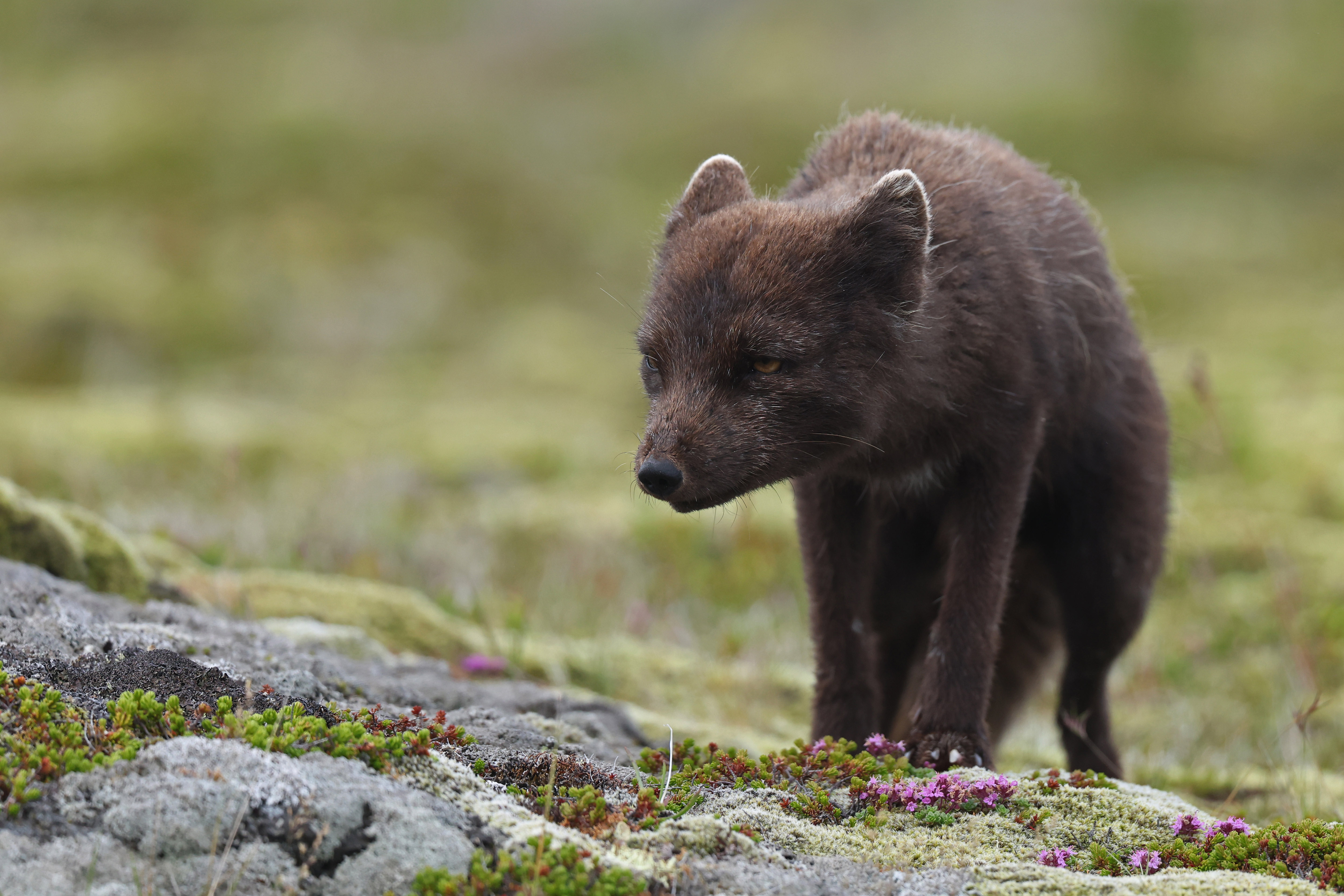 Polarfuchs