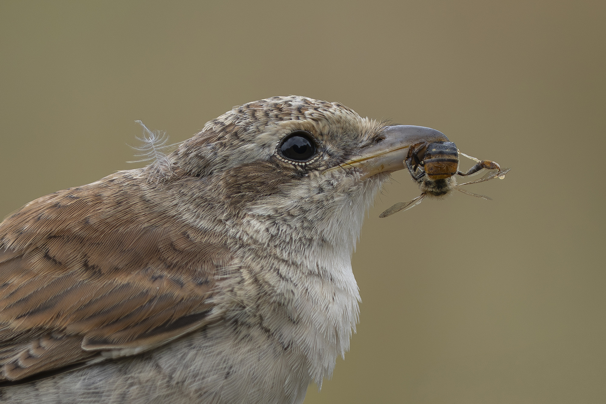Neuntöter  als Bienenfresser.