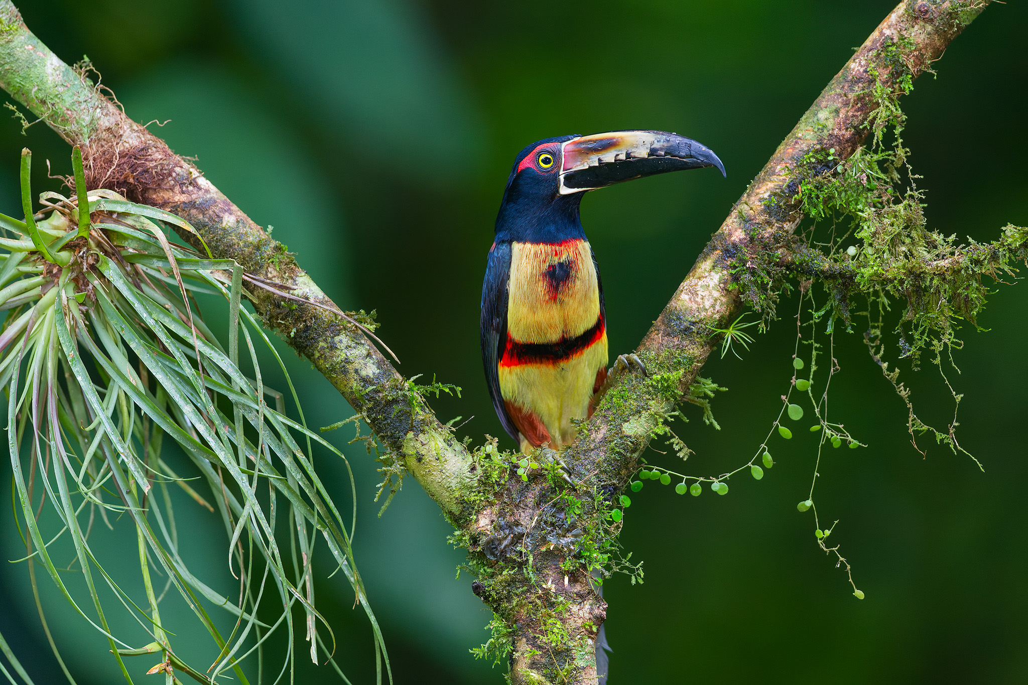 Halsbandarakari (Pteroglossus torquatus) – Costa Rica
