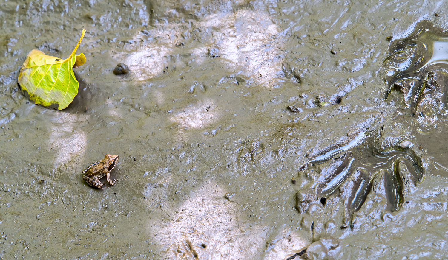 Goliath vs Godzilla