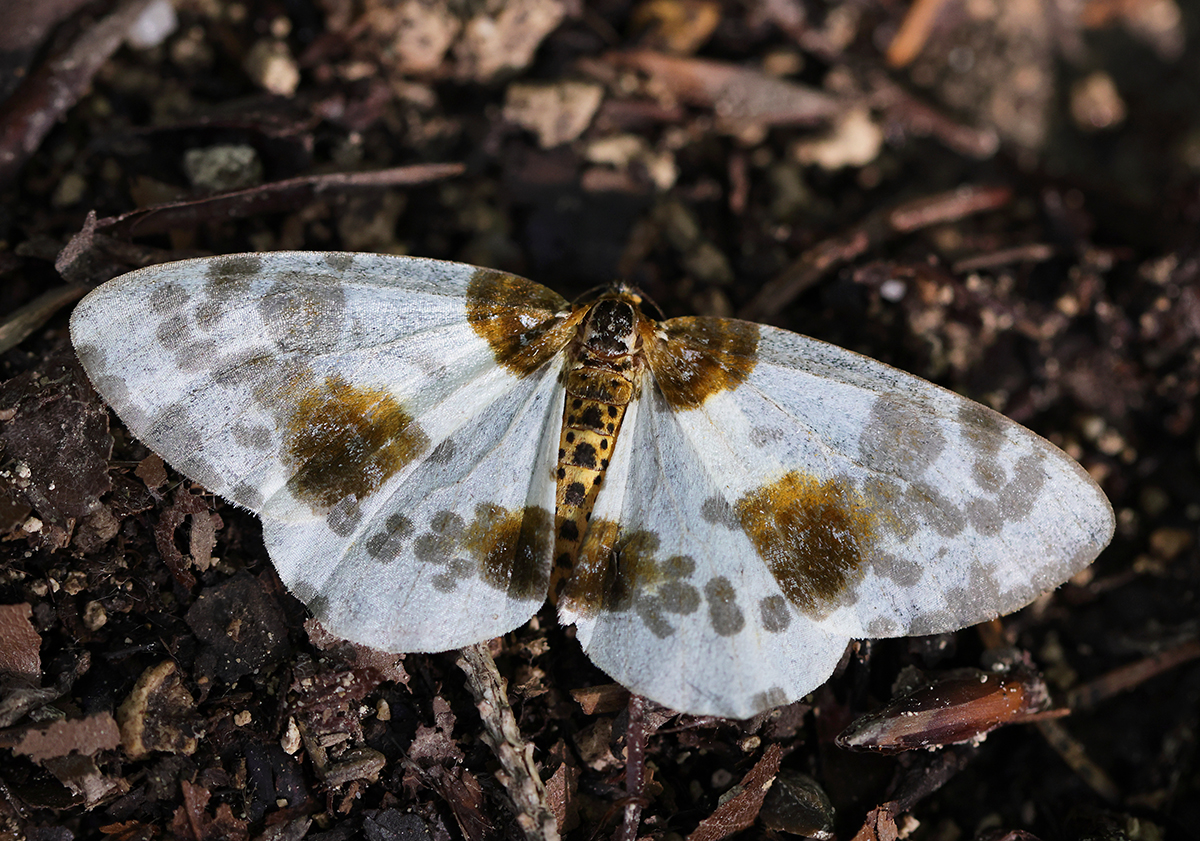 Ulmen Harlekin