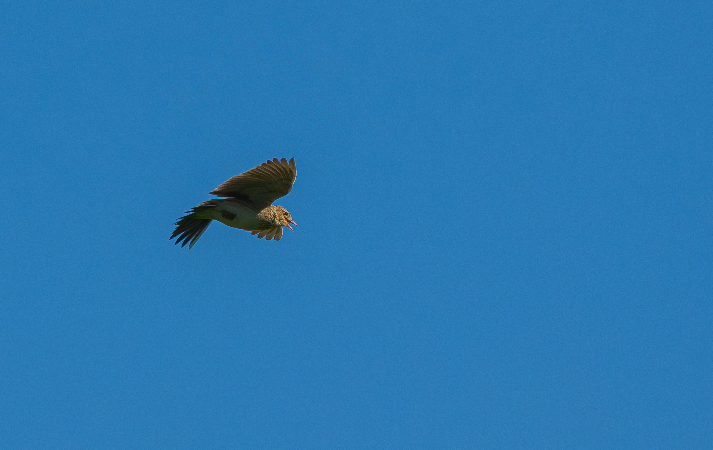 Rüttelflug