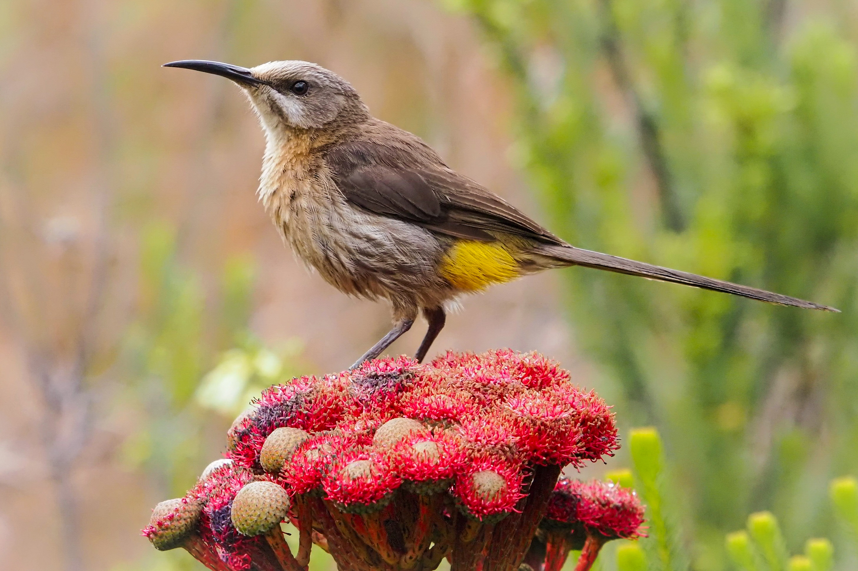 Kaphonigvogel