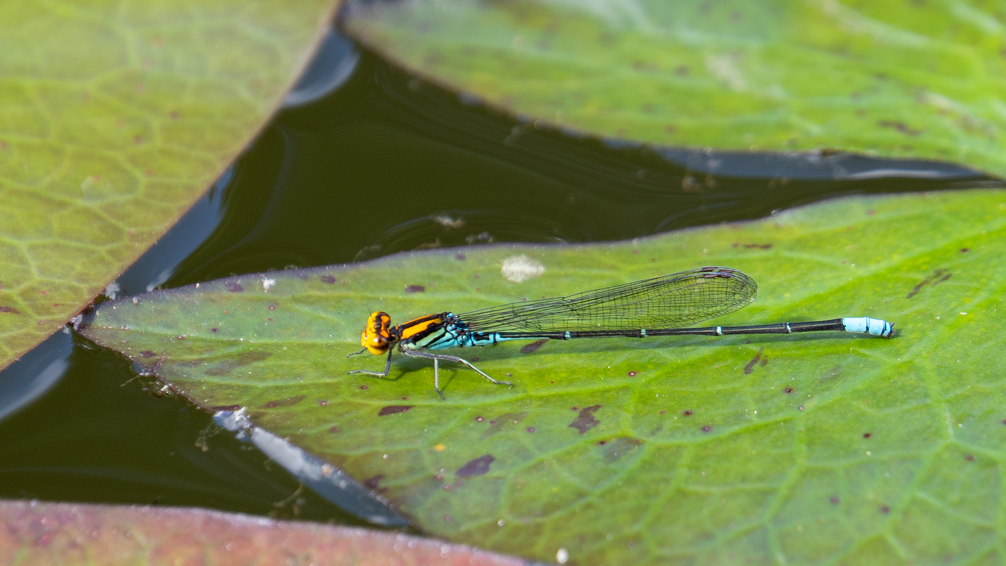 Mauritius: Bright Sprite (Pseudagrion punctum)