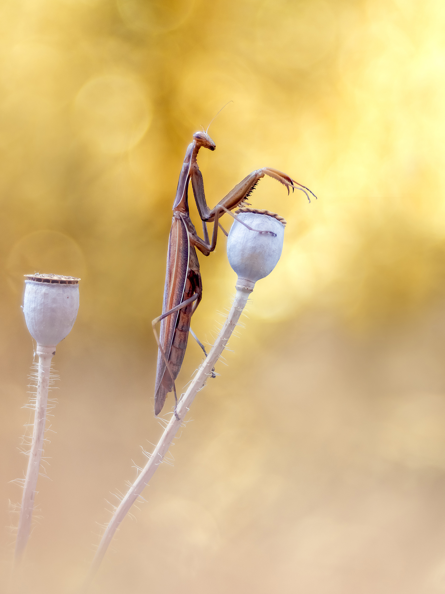 Mantis Religiosa
