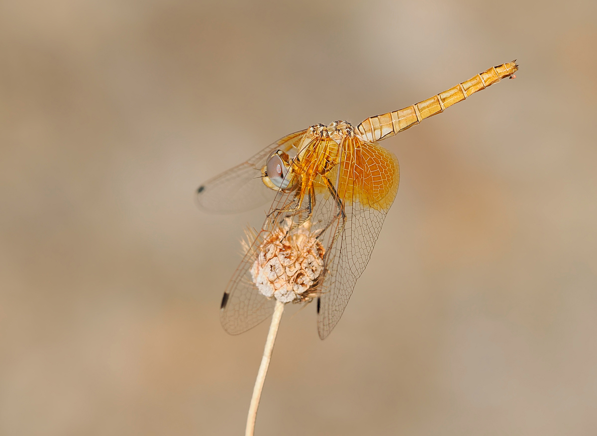 Trithemis kirbyi