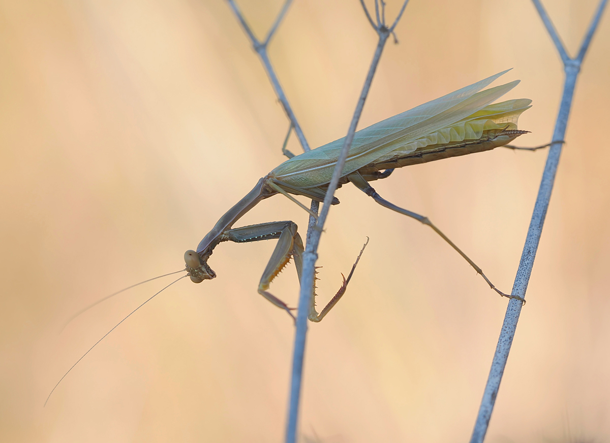 Sehr junge Mantis...