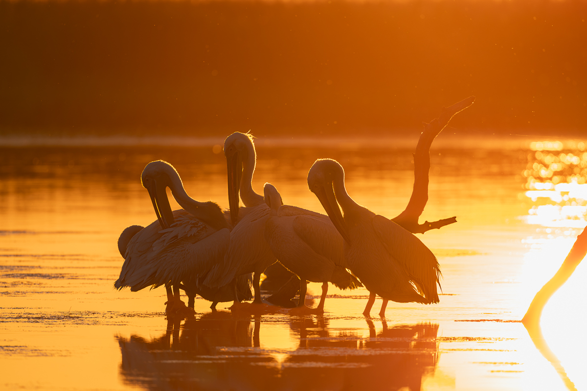 Pelikan Sonnenuntergang