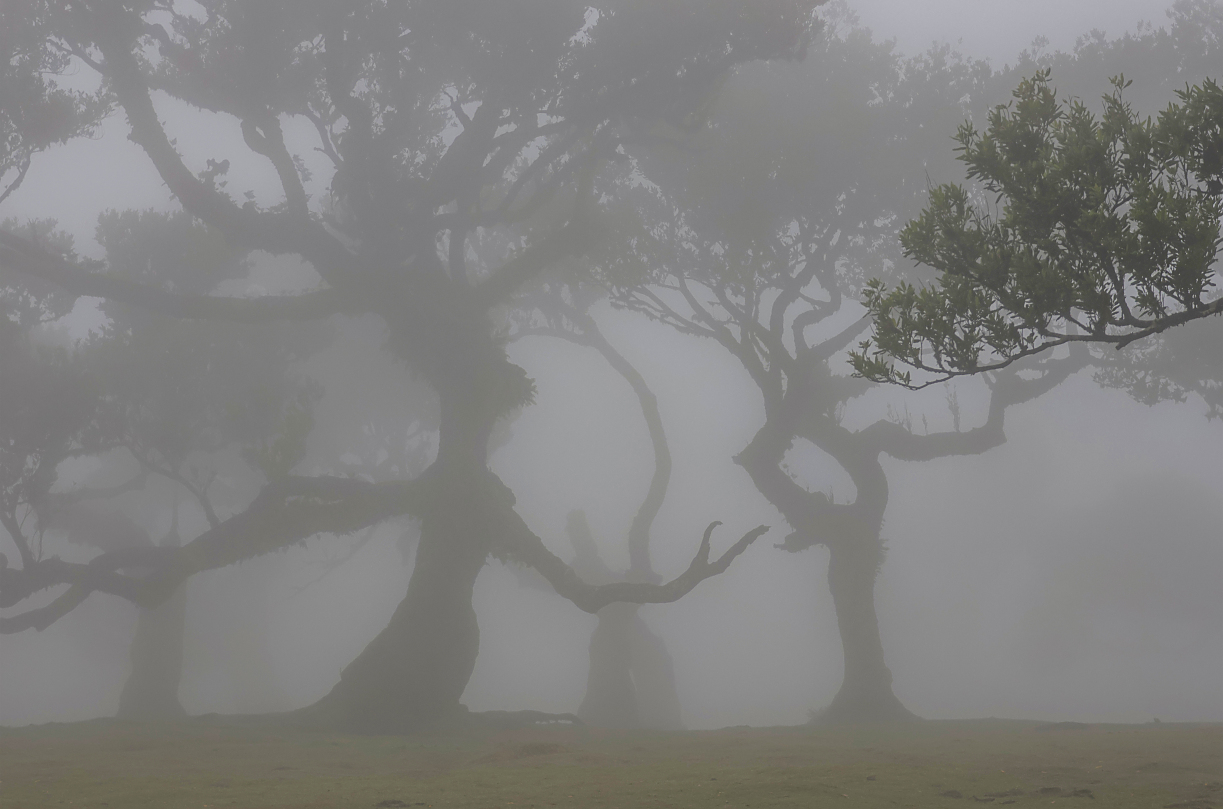 Baumtheater im Nebel