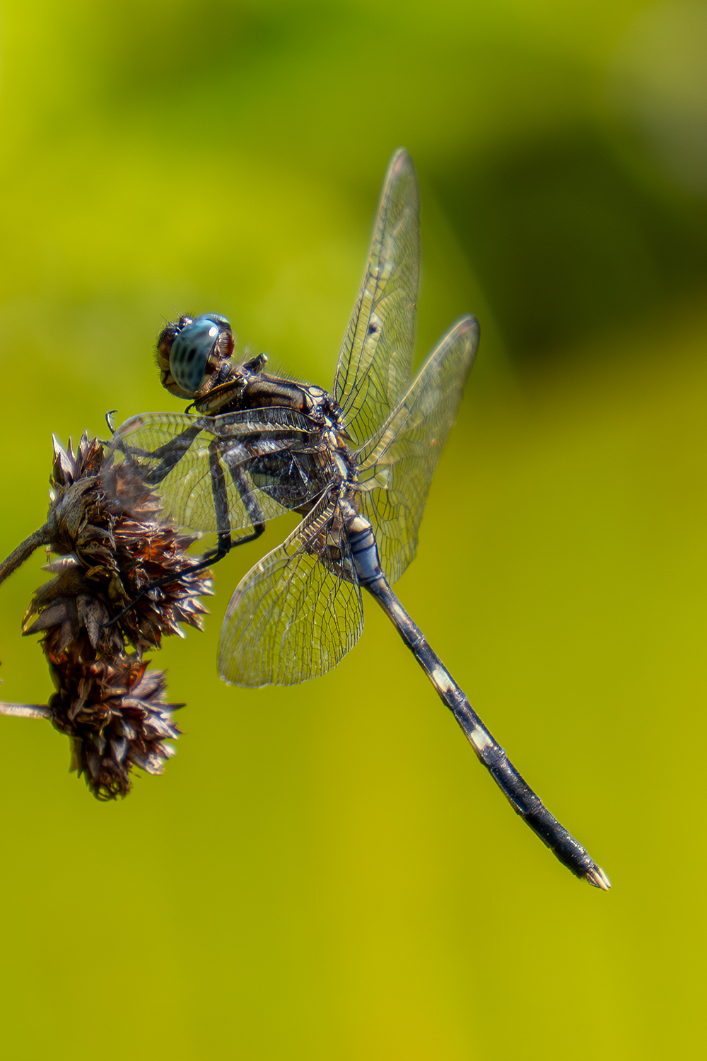Mauritius: Bold Skimmer