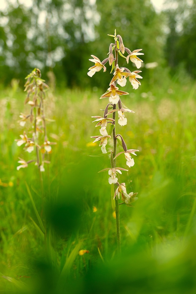 Epipactis palustris