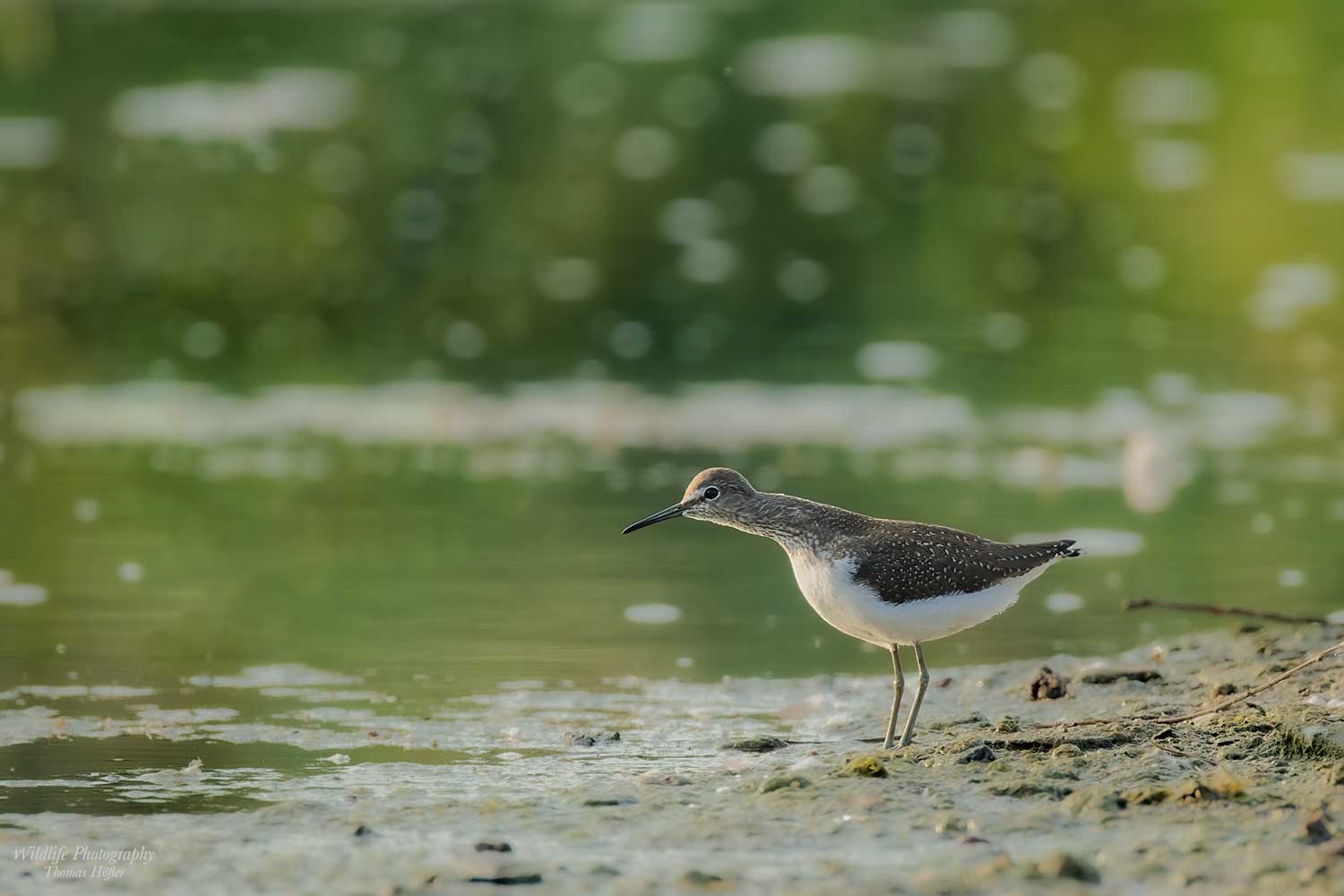 Waldwasserläufer