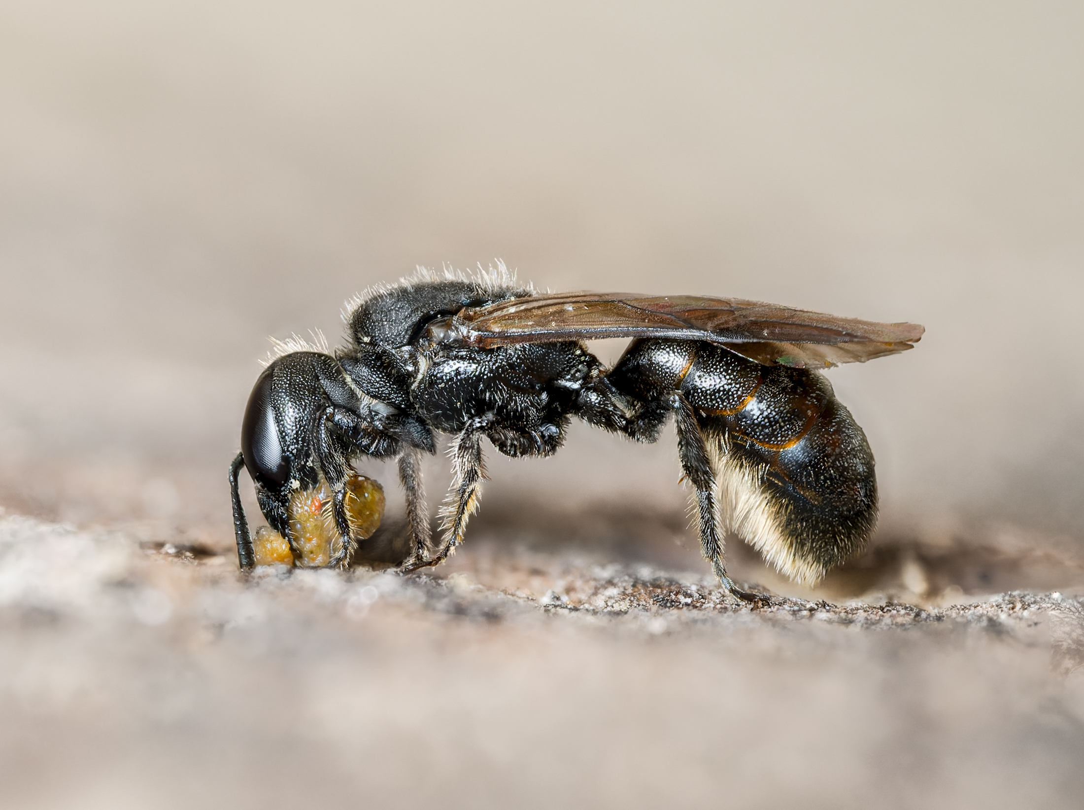 Gewöhnliche Löcherbiene (Heriades truncorum) – Nestverschluss mit Harz-Mörtel