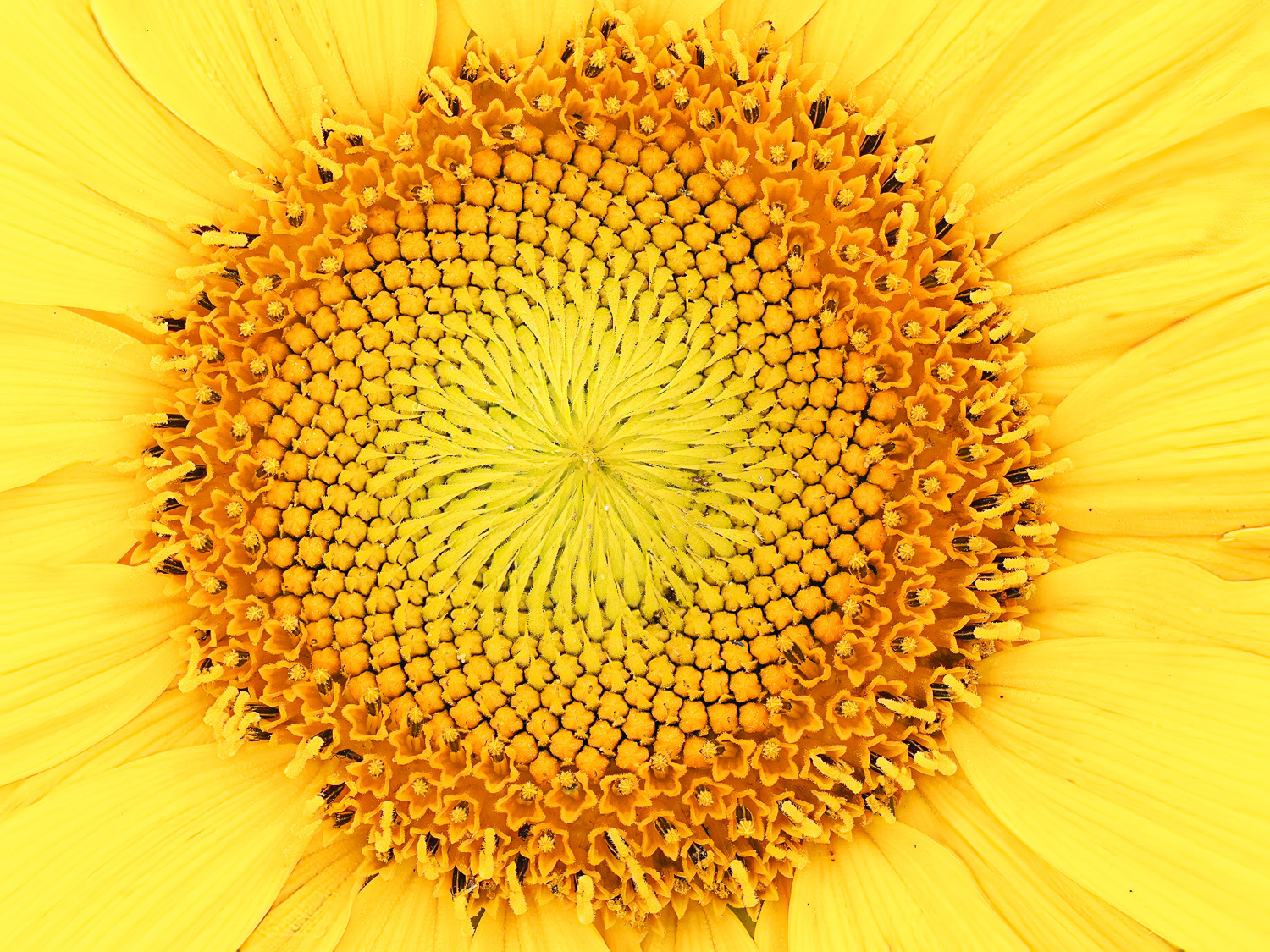 Sonnenblume