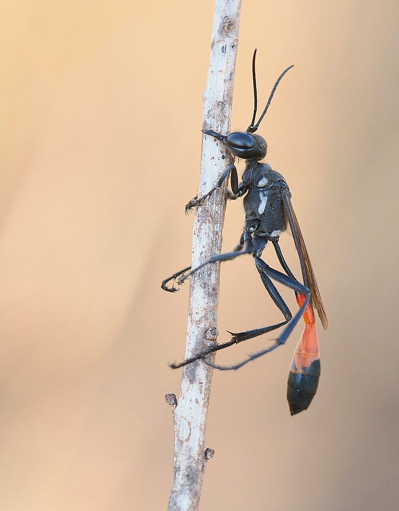 Gemeine Sandwespe (Ammophila sabulosa)