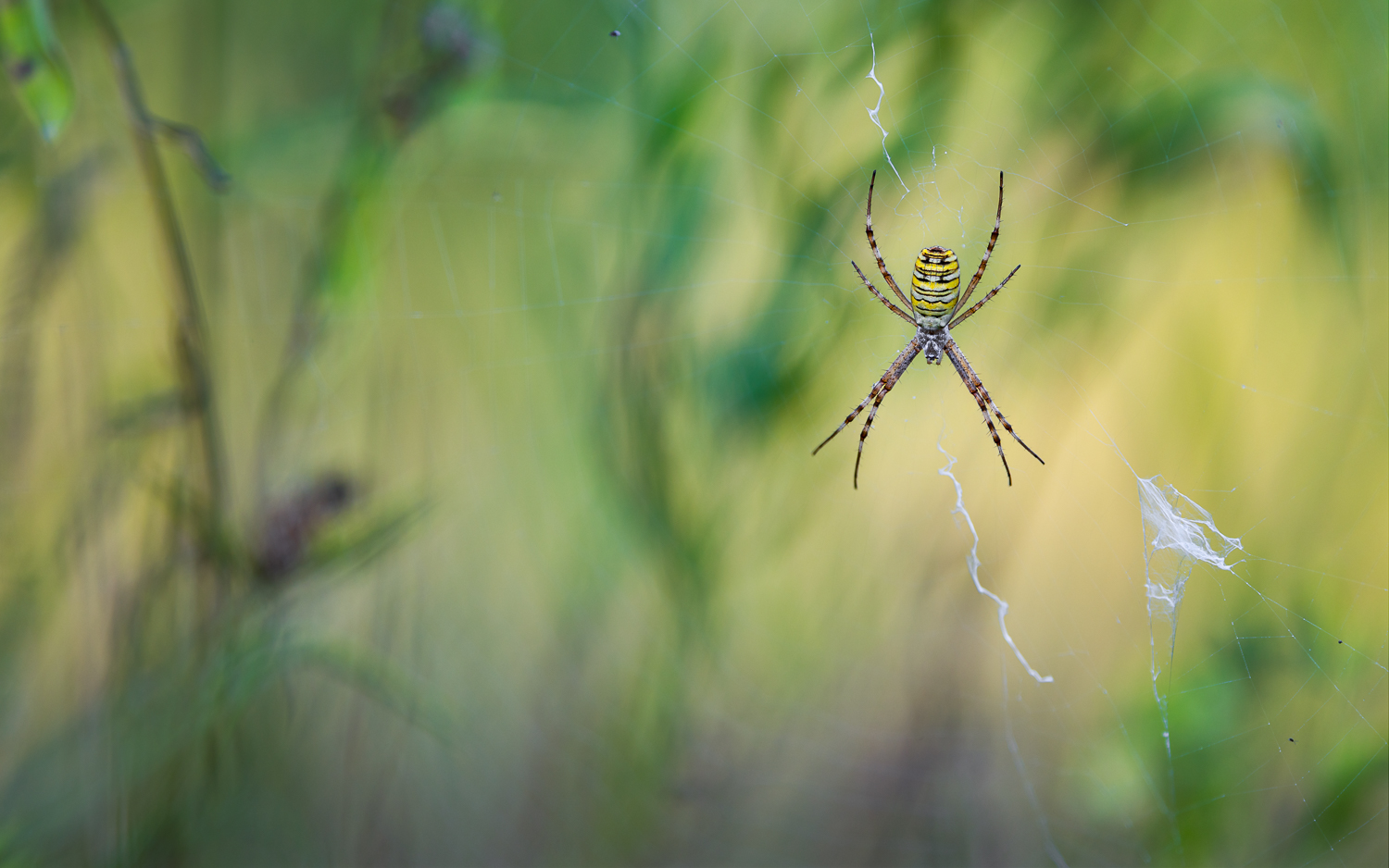 Argiope bruennichi