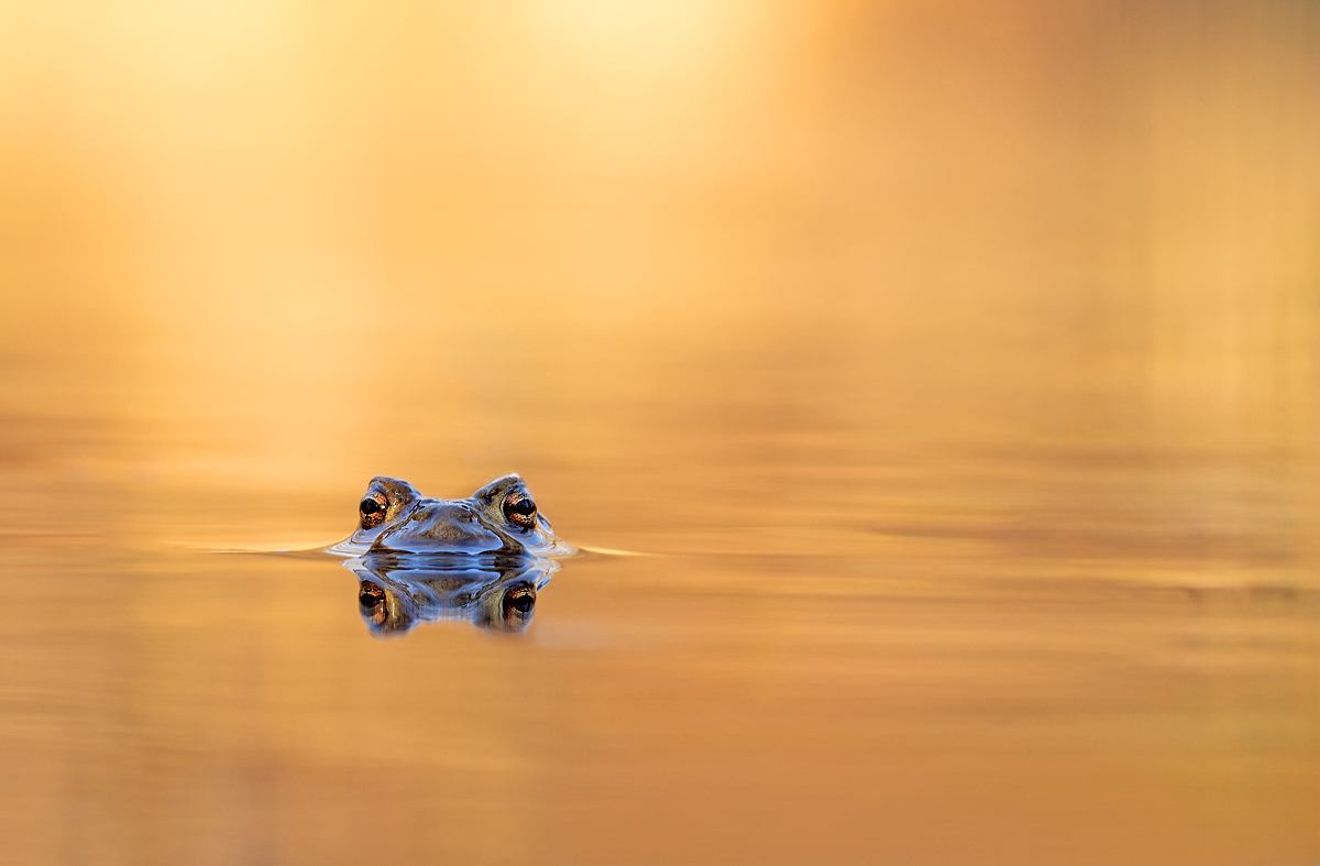 Krötenteich im goldenen Licht