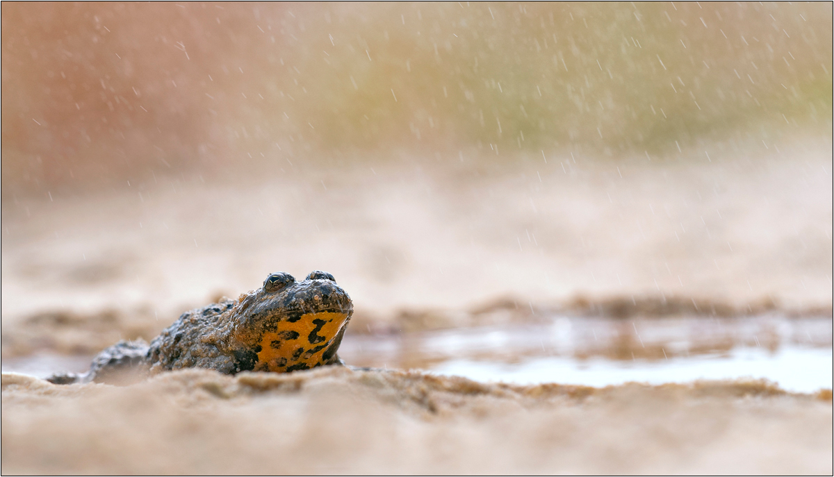 - Raindrops -
