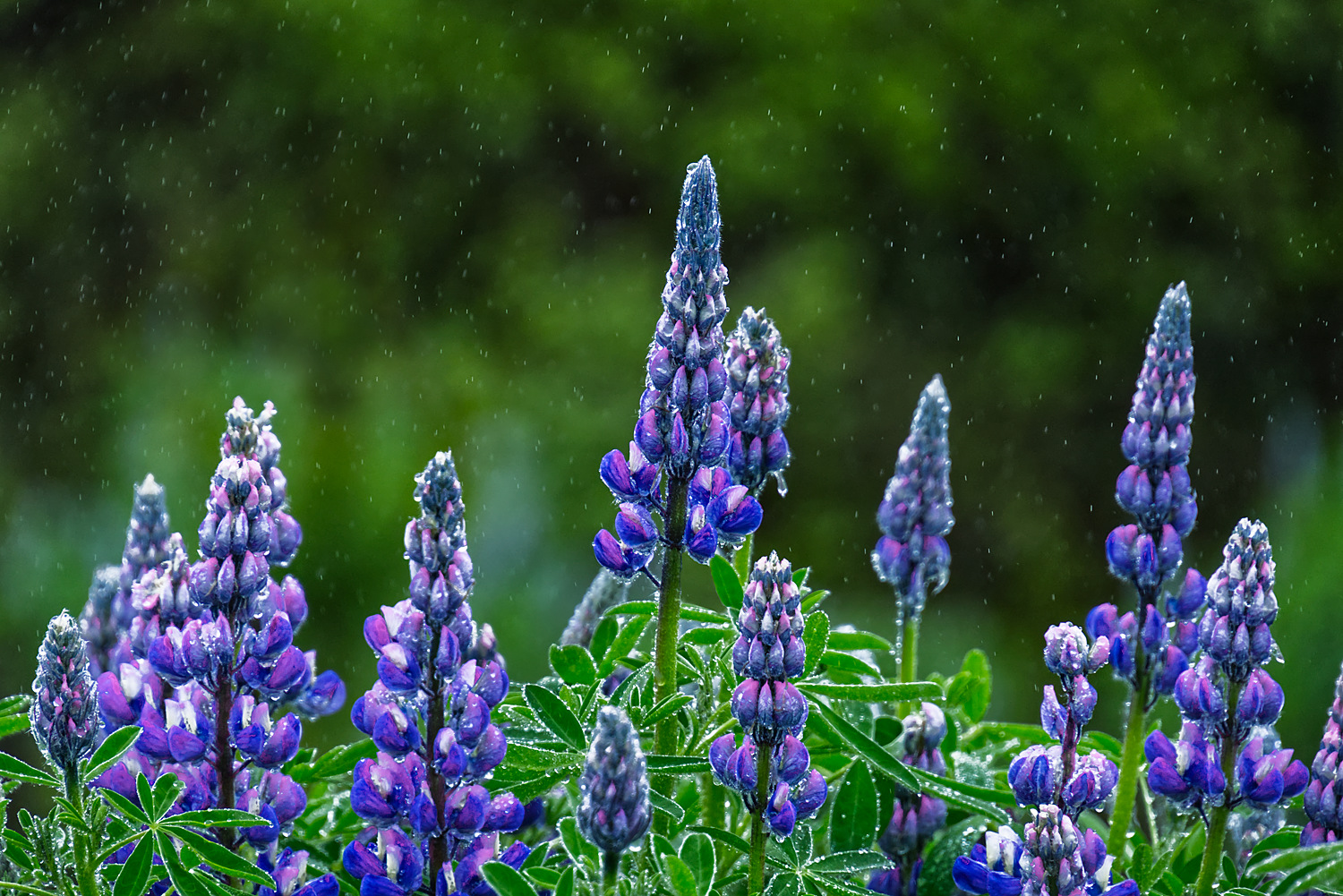 »Isländische« Lupinen im Regen