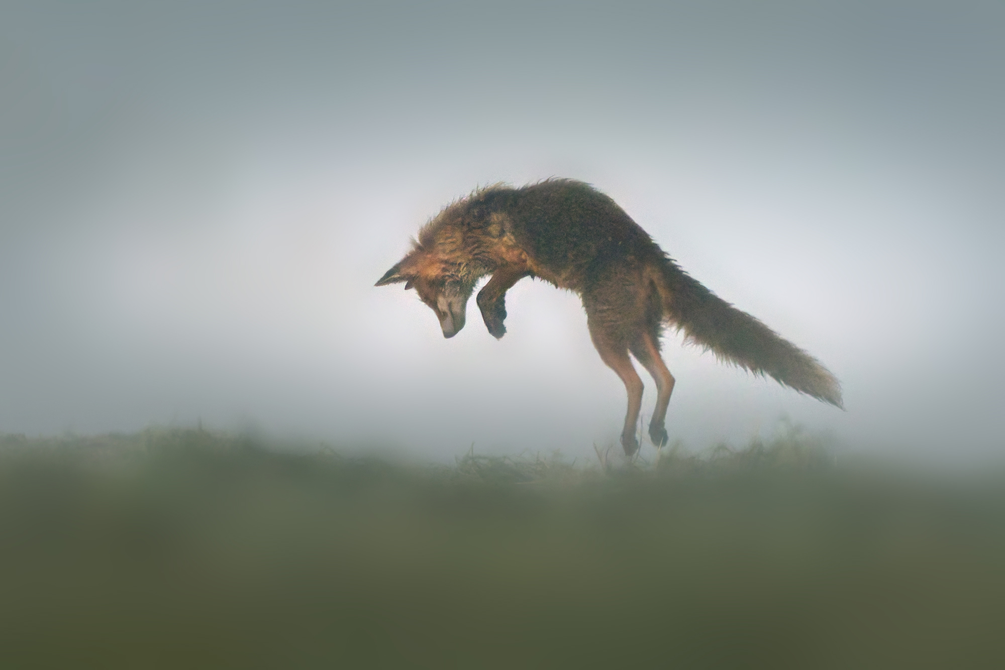 im Morgennebel