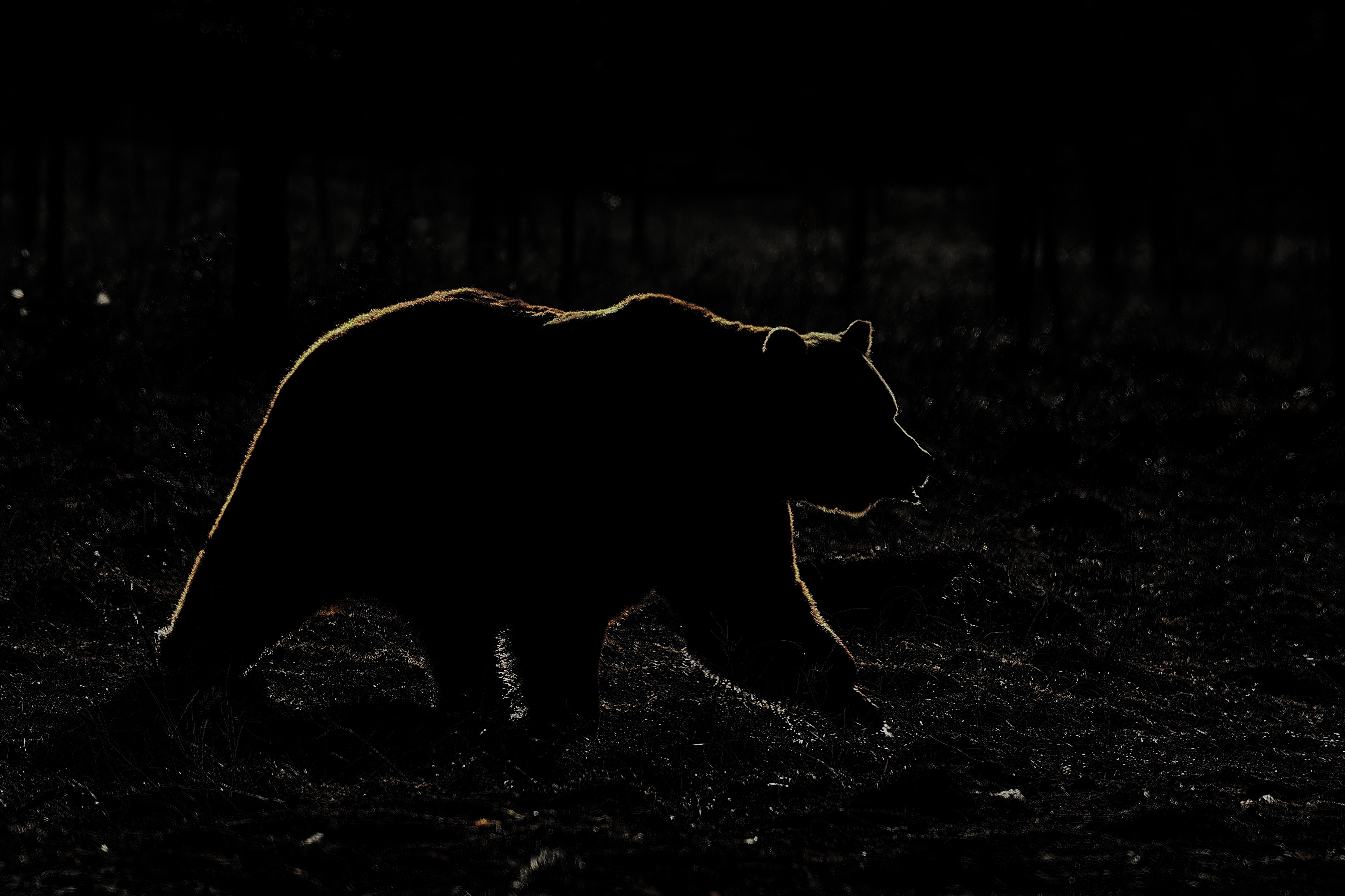 Braunbär