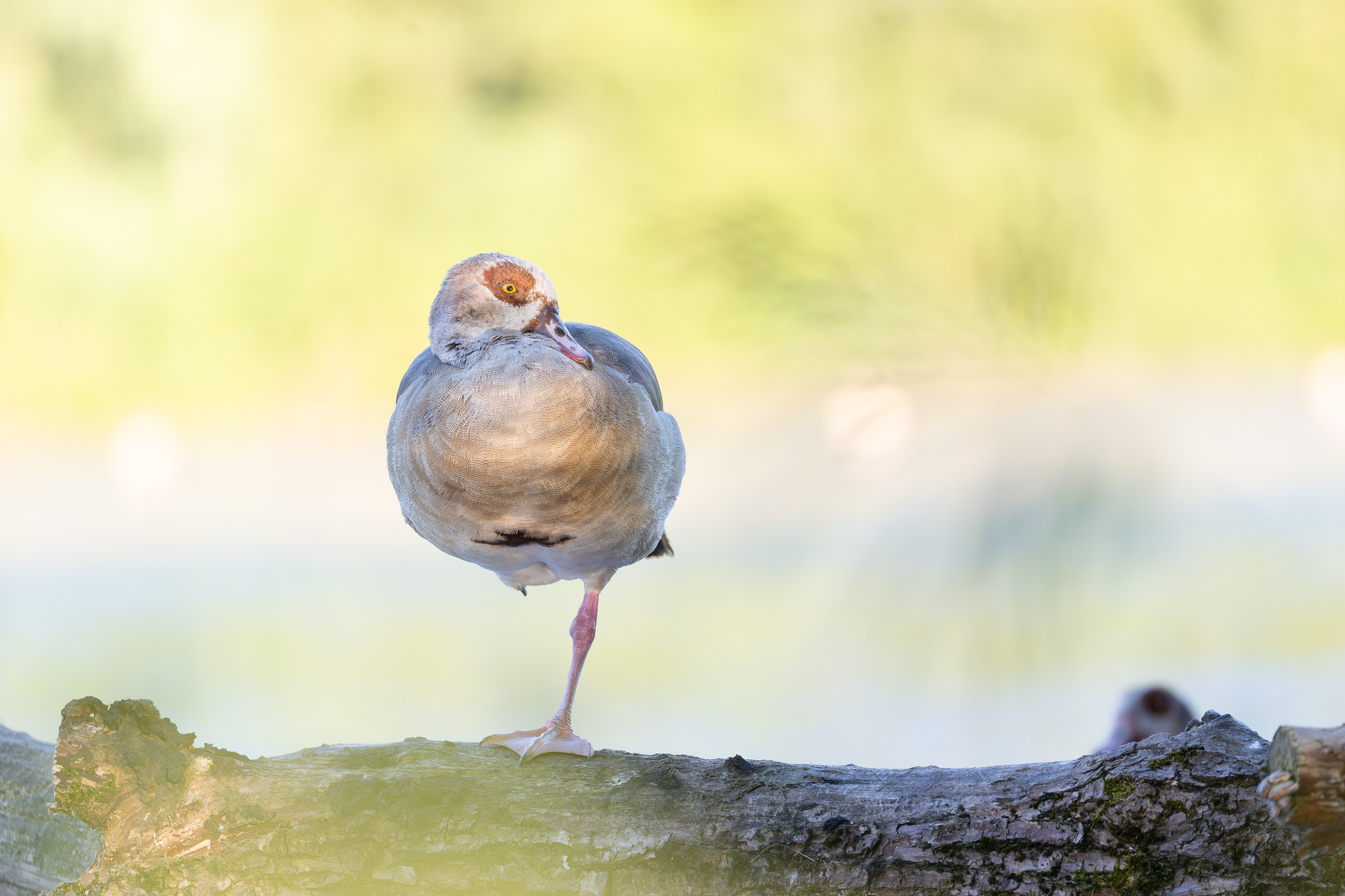 Nilgans mit Wasserrelfexionen