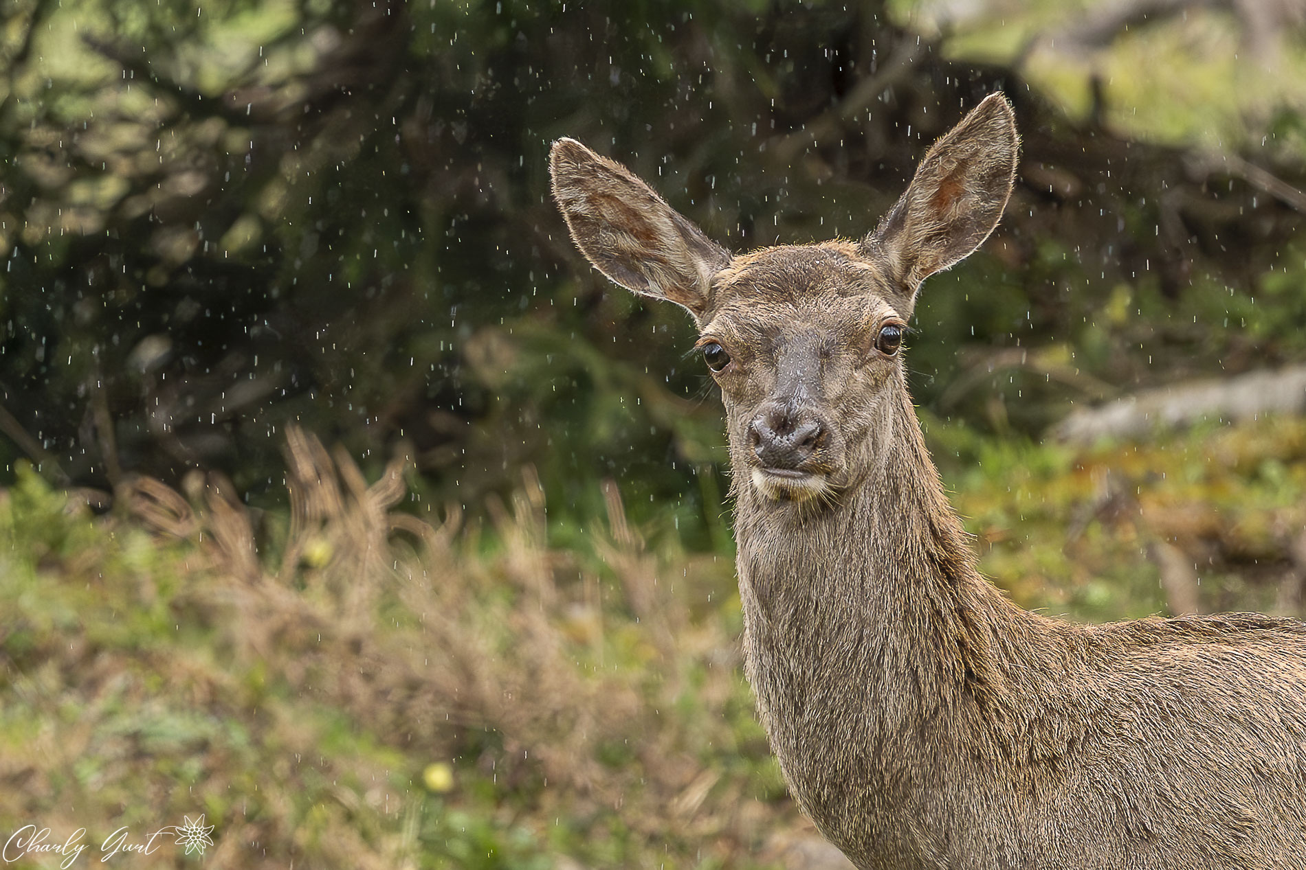 Im Regen