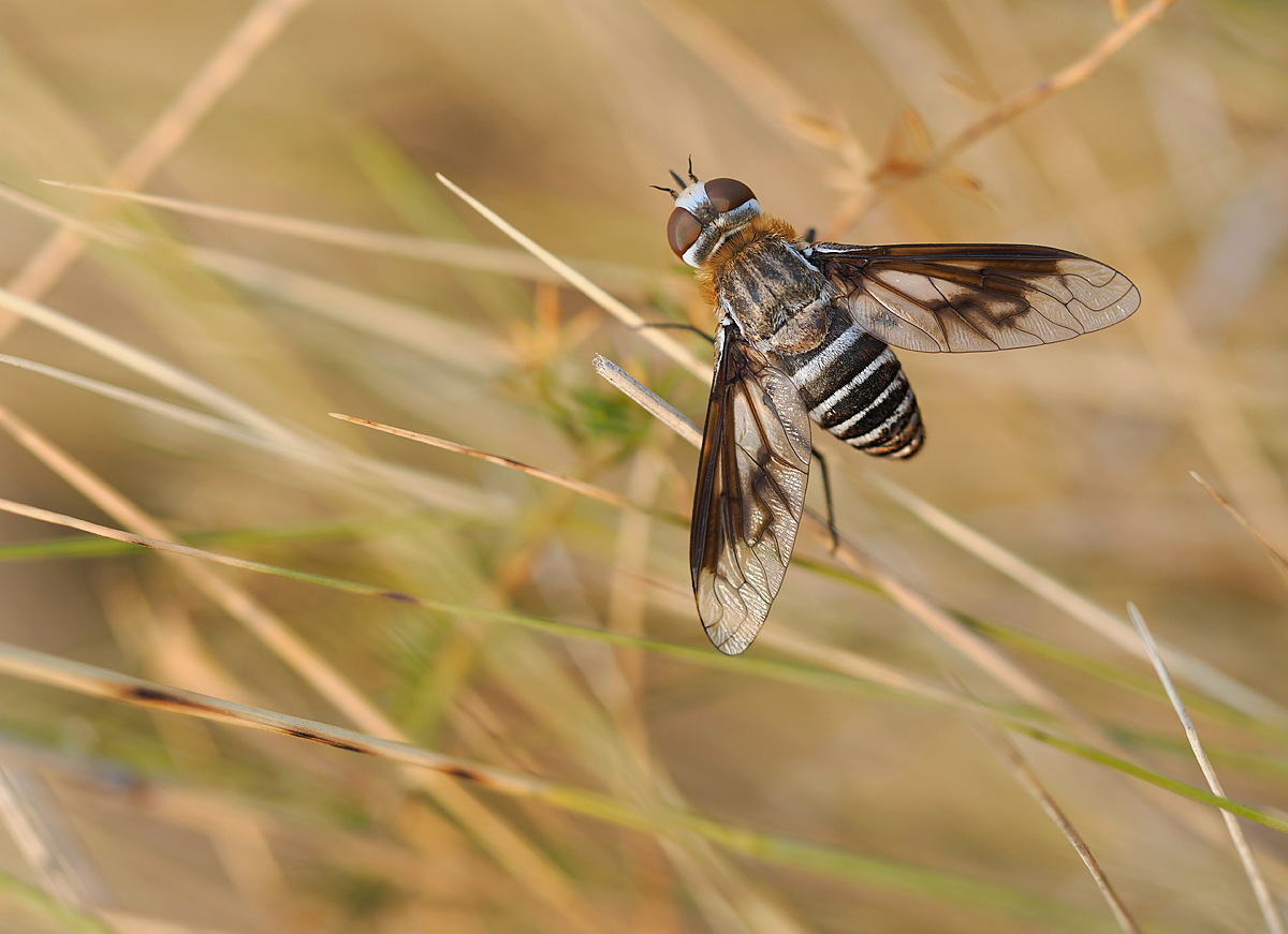 Exoprosopa rivularis