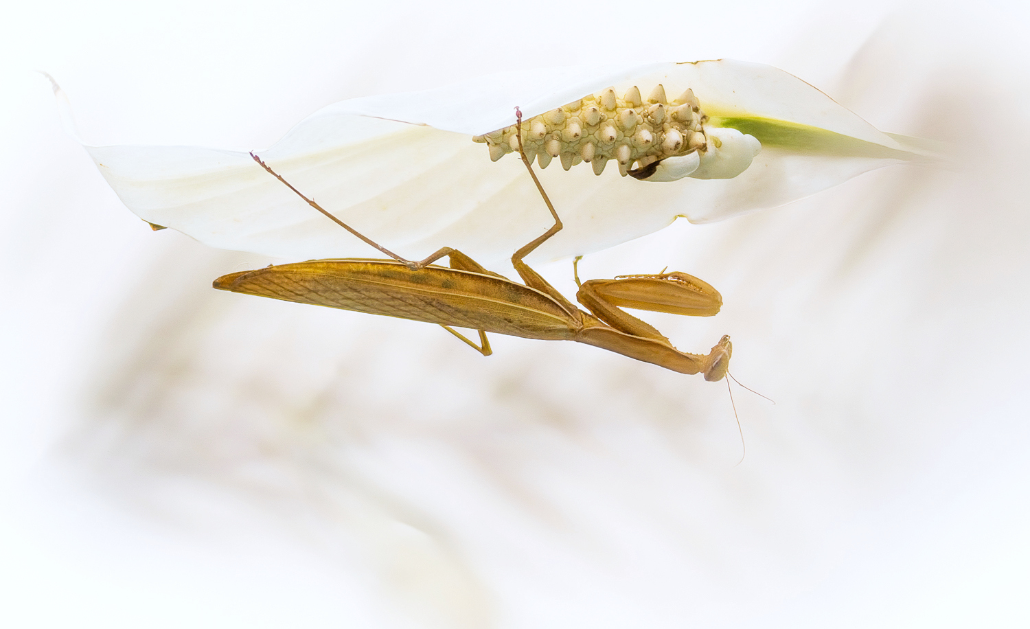 Mantis