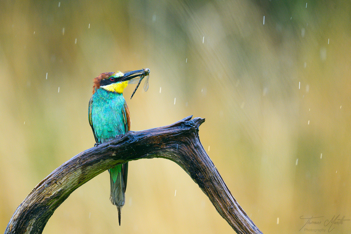 Let it Rain