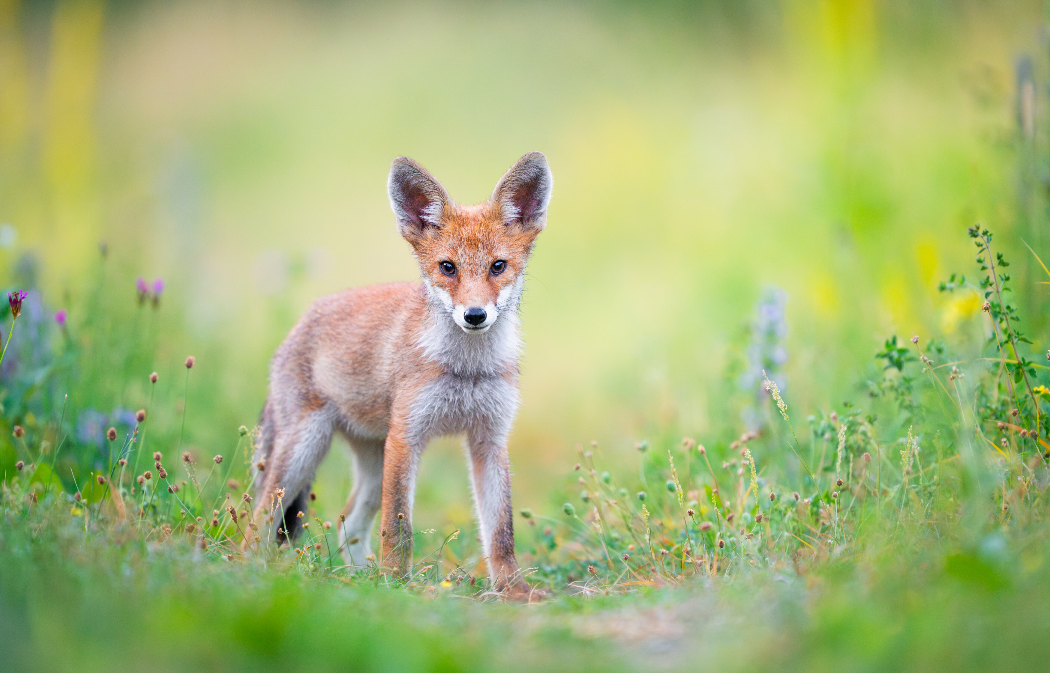Jungfuchs