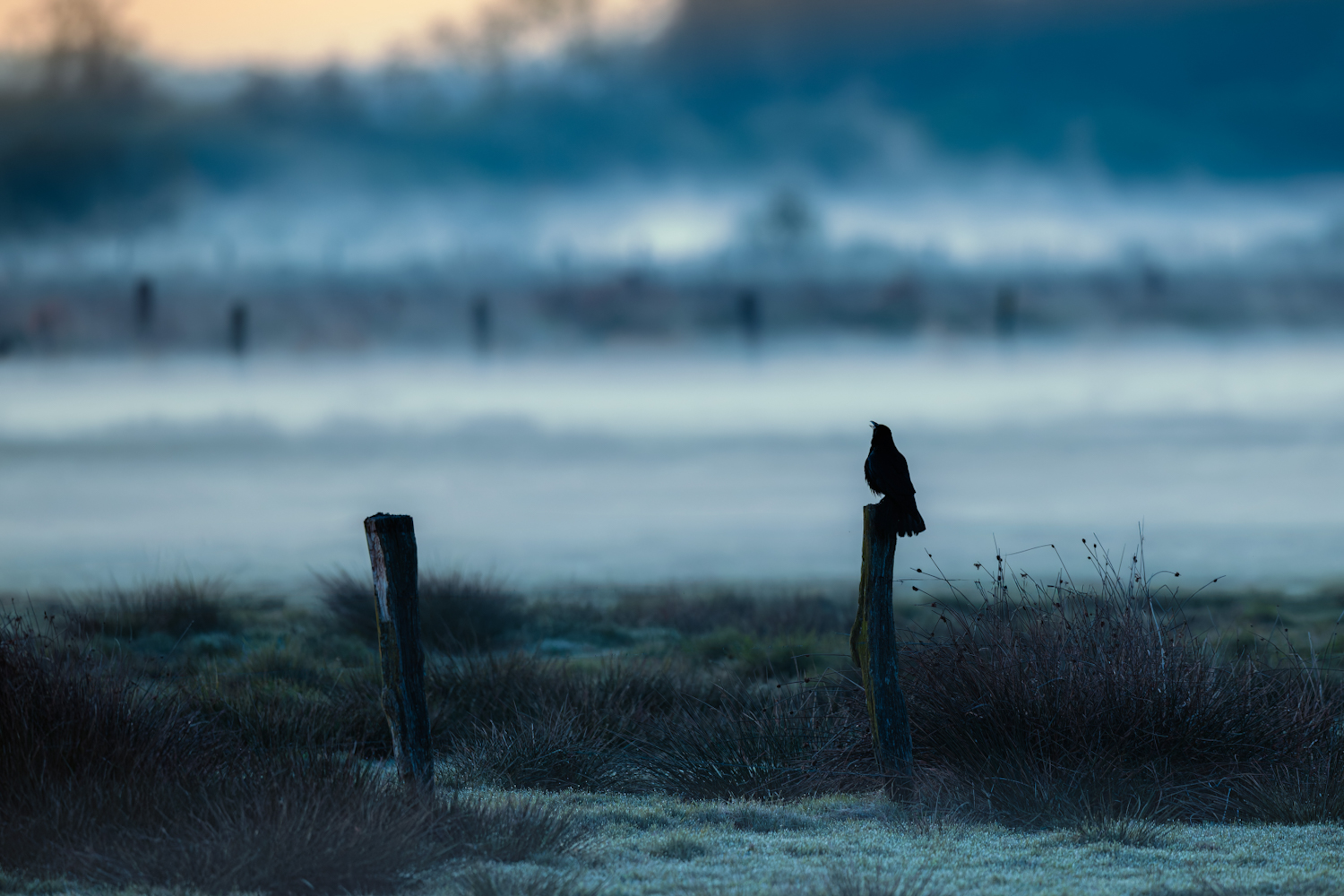 Eine Rabenkrähe (Corvus corone) im morgendlichem Habitat