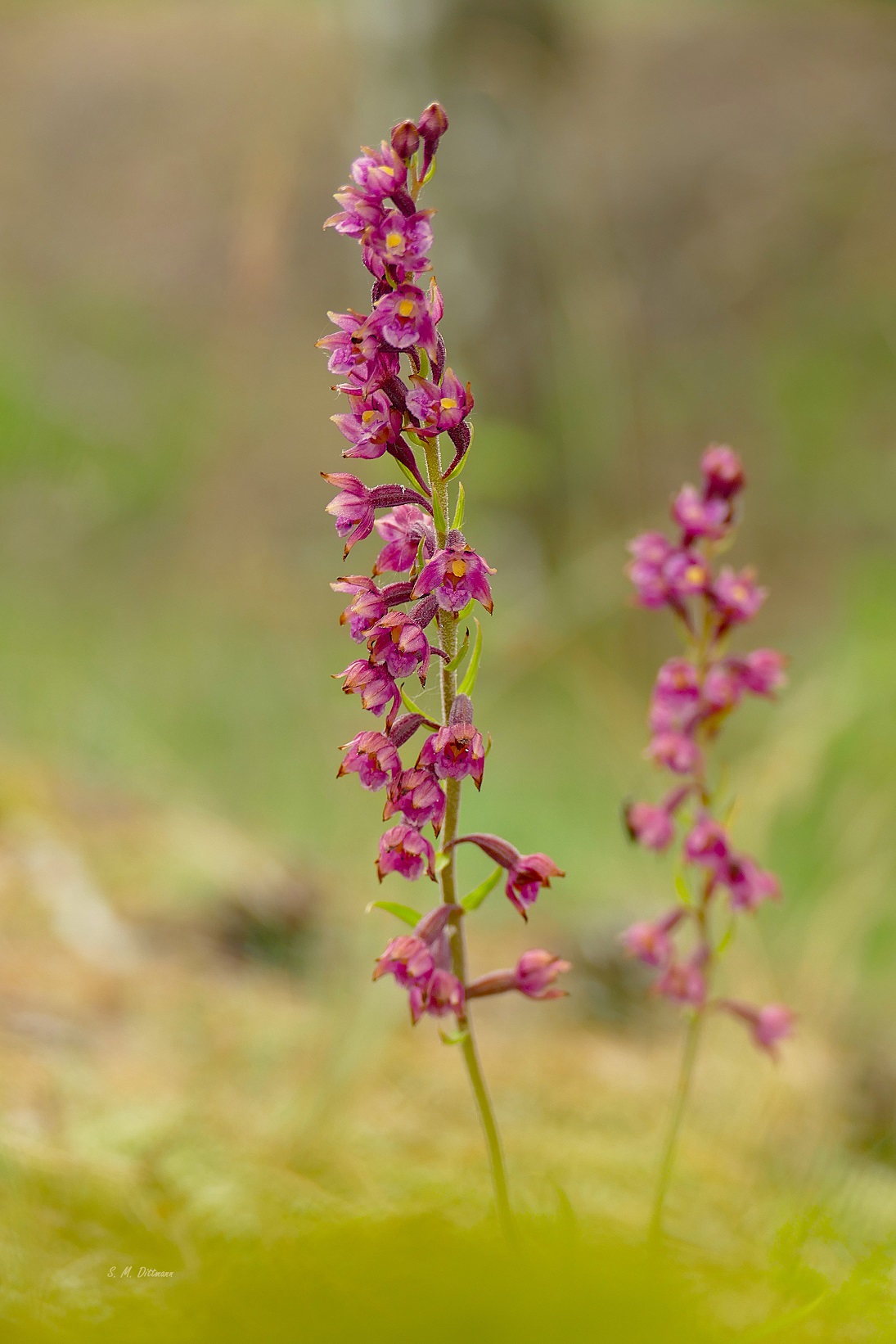 Die Braunrote Stendelwurz