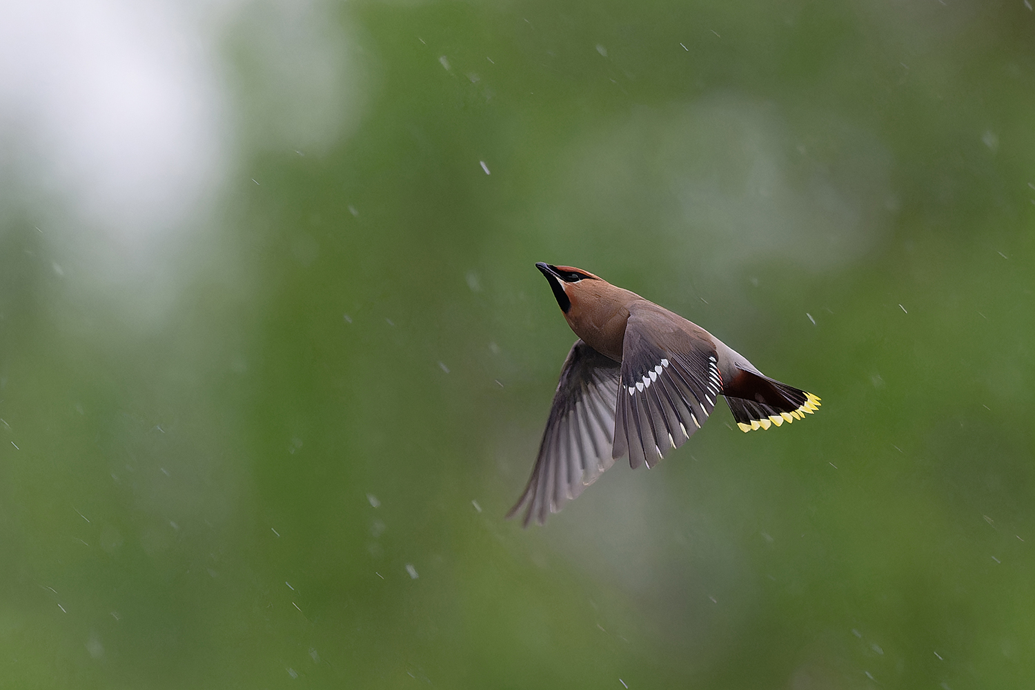 Insektenjagd im Regen