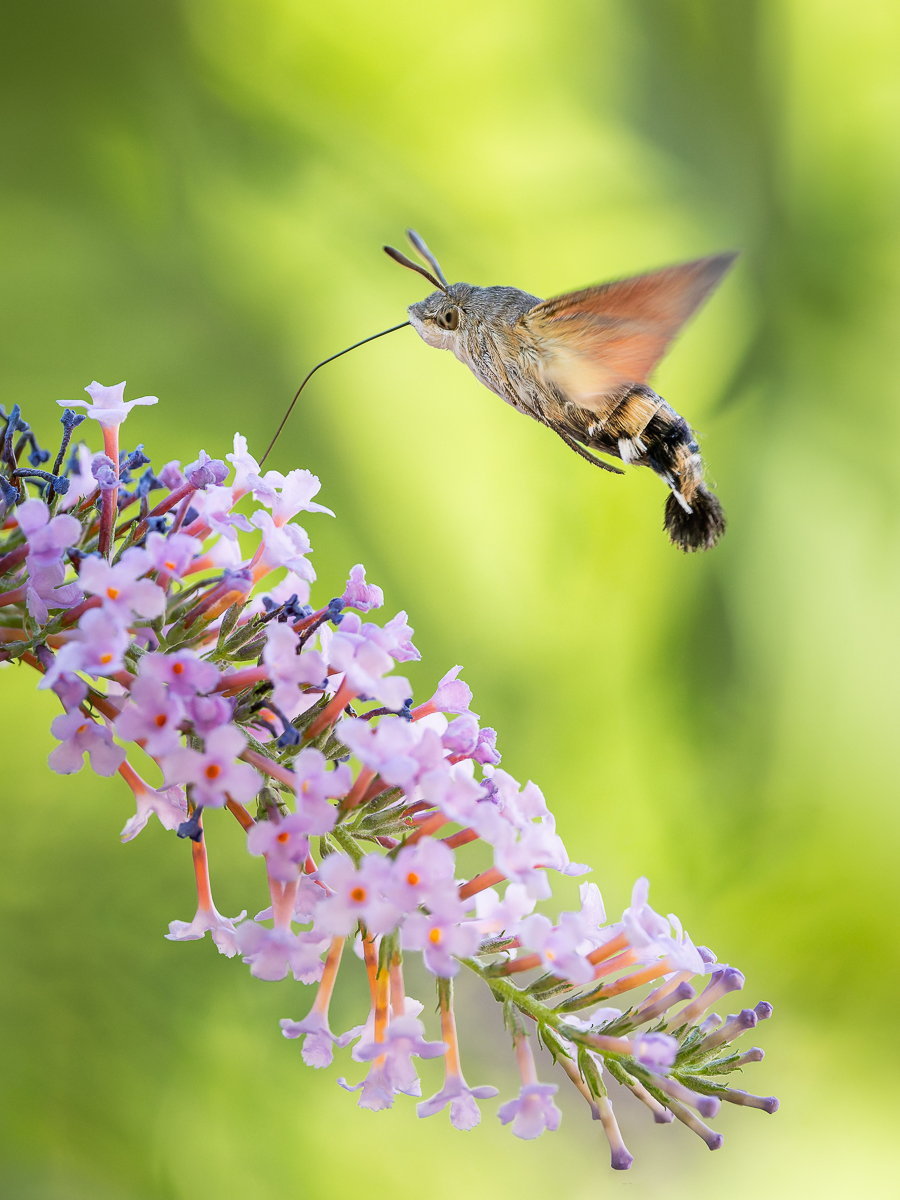 Wie ein Kolibri