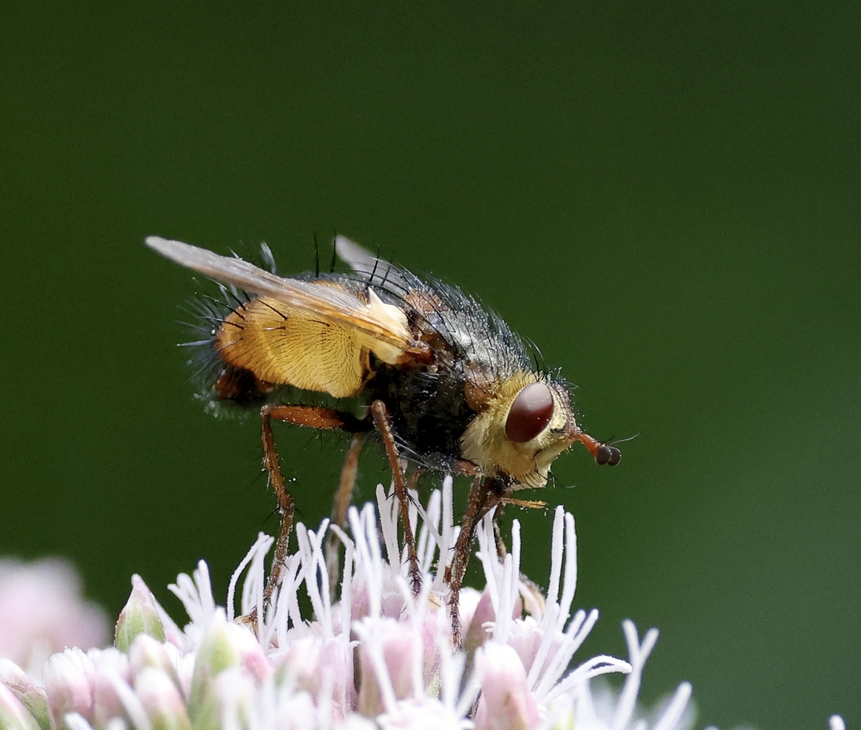 Igelfliege am Dost