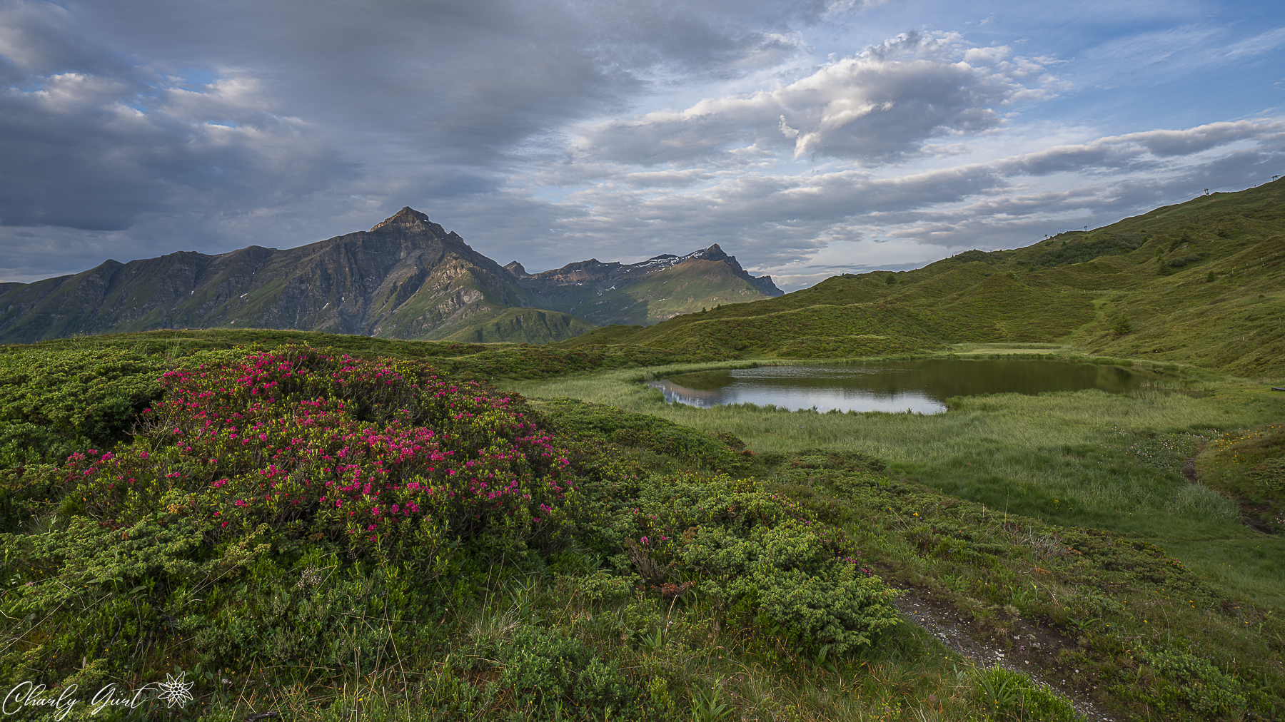 Alpenrosen am stillen Bergsee