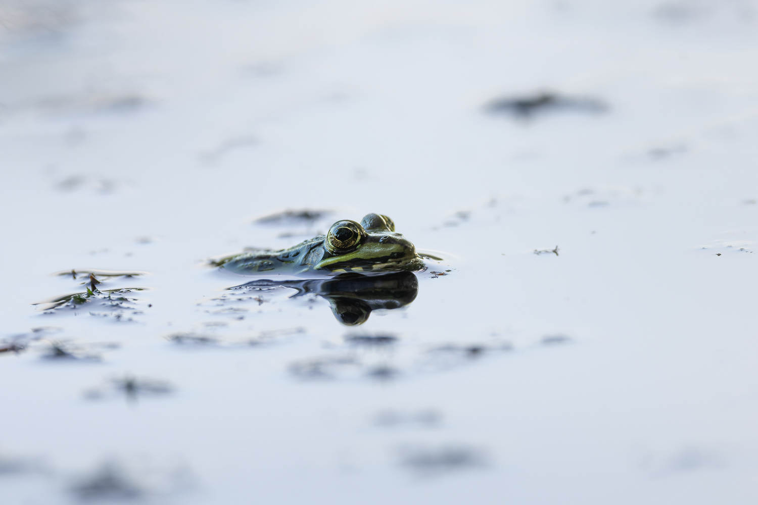 Moorfrosch