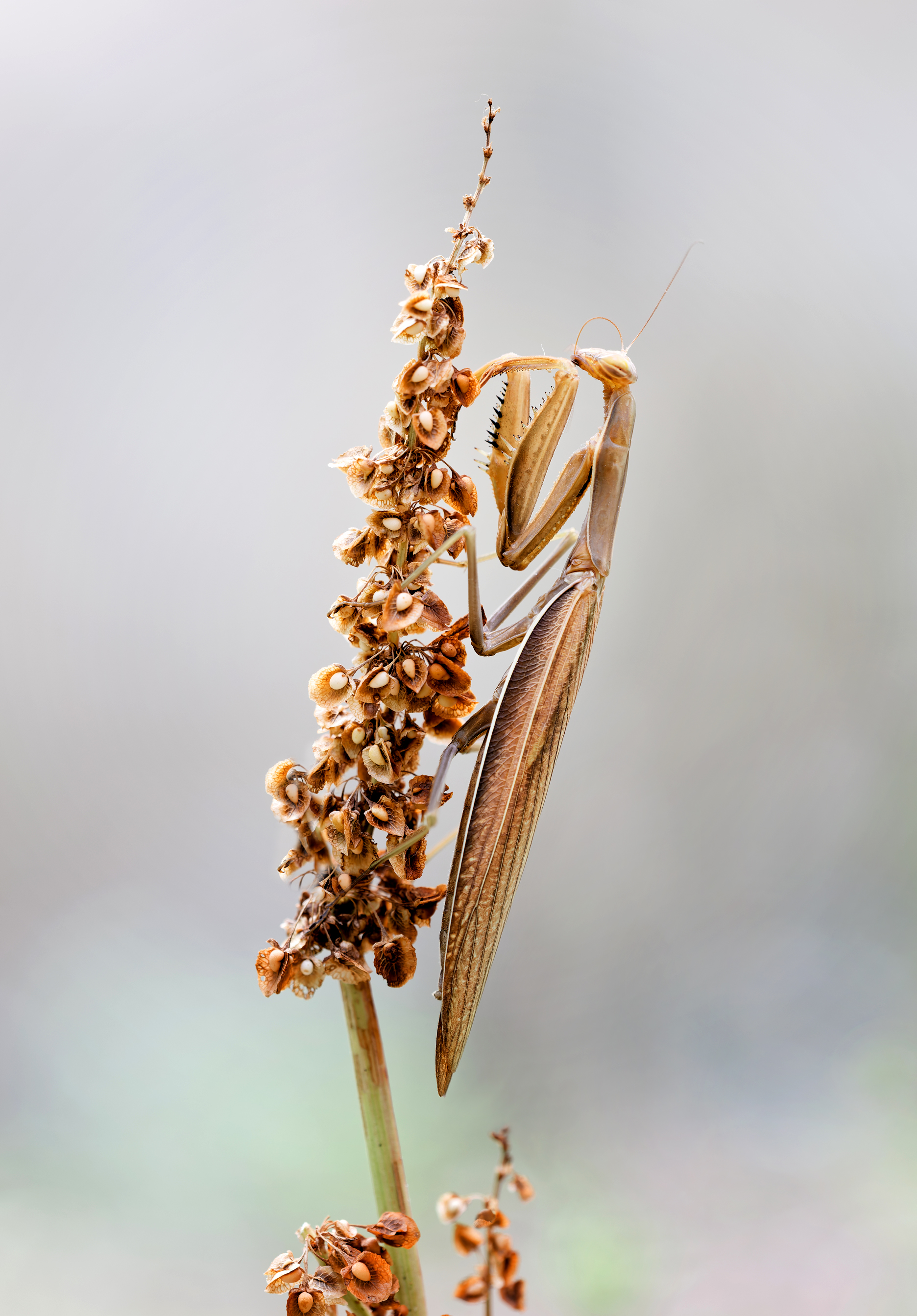 Mantis religiosa
