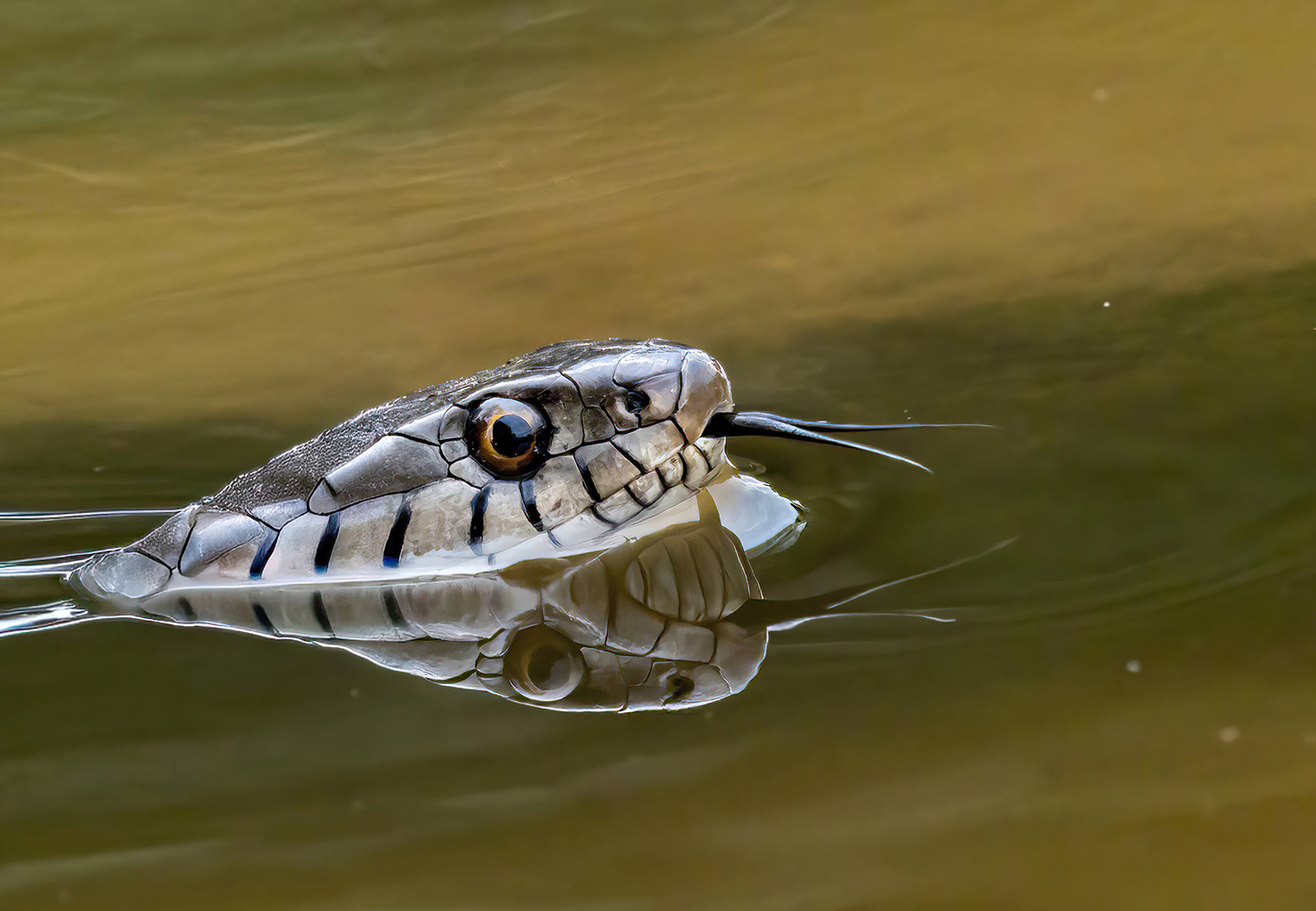 Wasserjagd