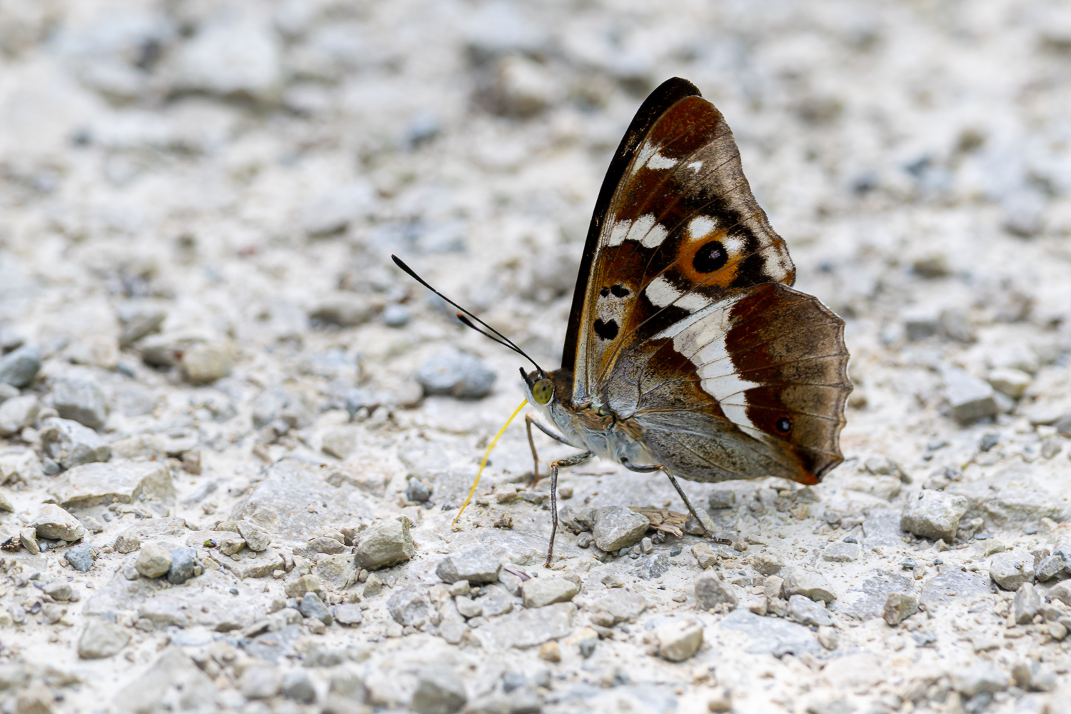 Grosser Schillerfalter