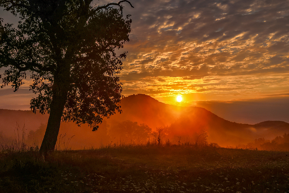 an einem Nebelmorgen in der Pfalz