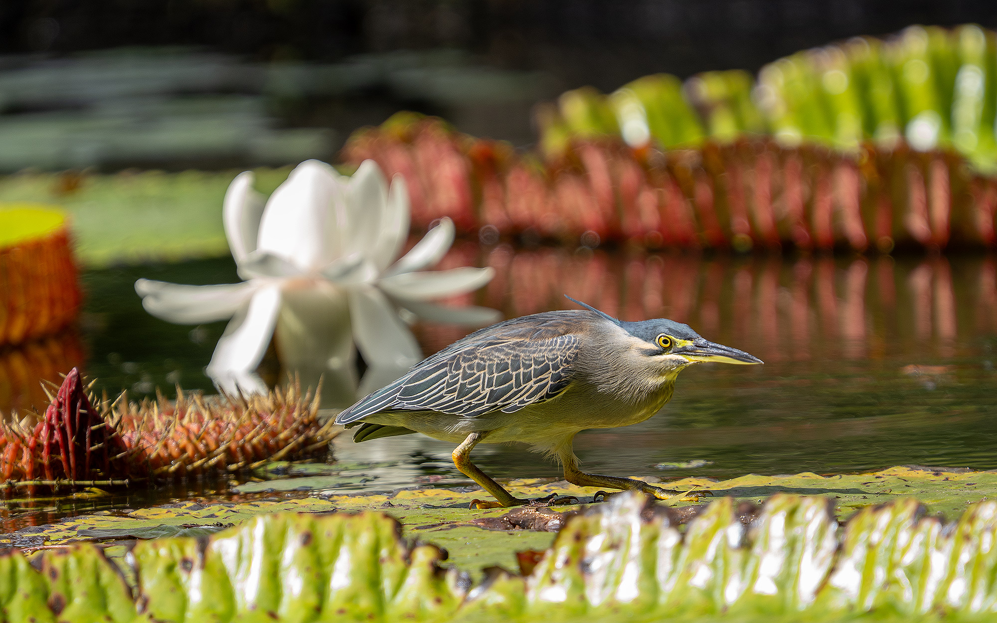 Mauritius: Mangrovenreiher
