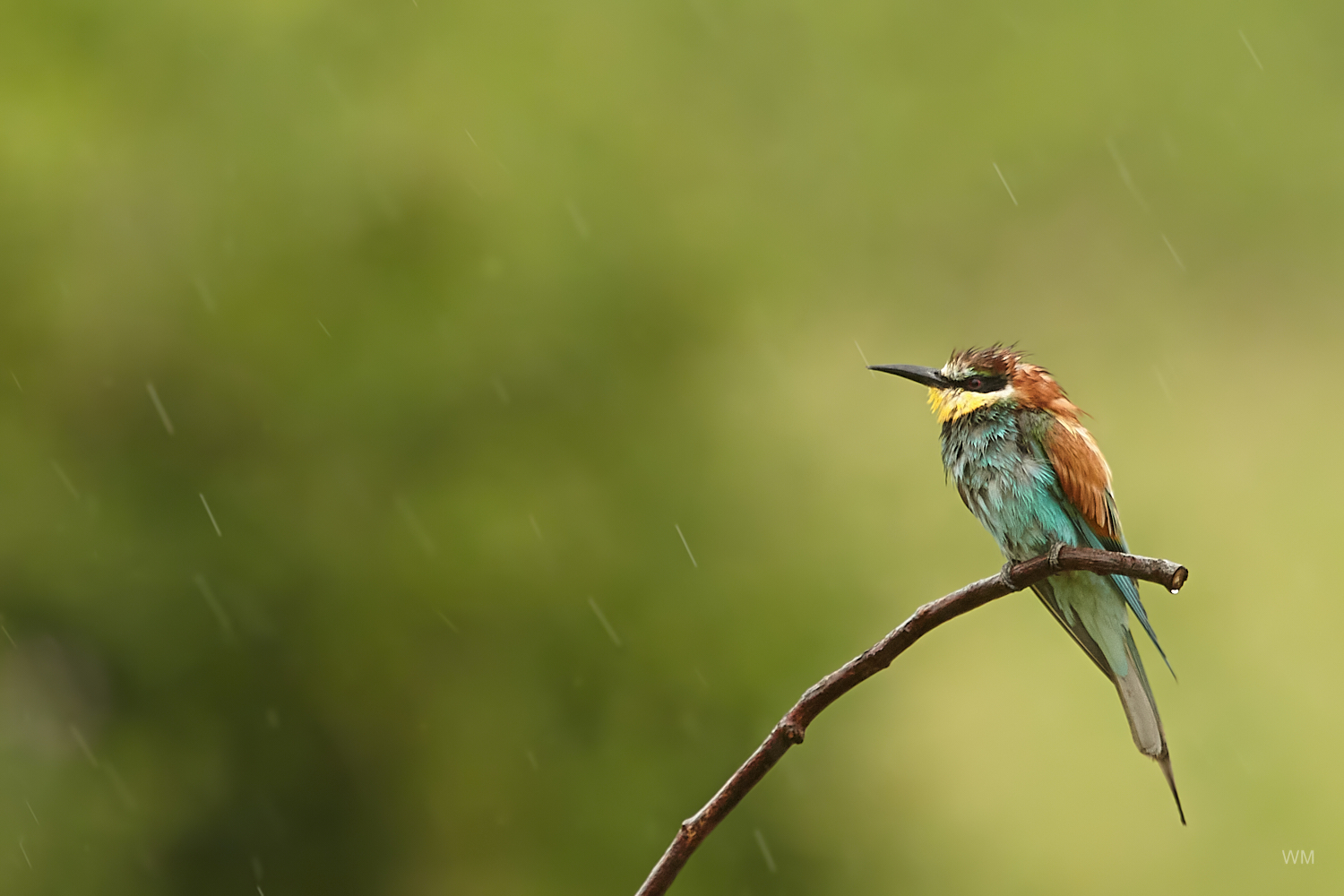 Bienenfresser im Regen.