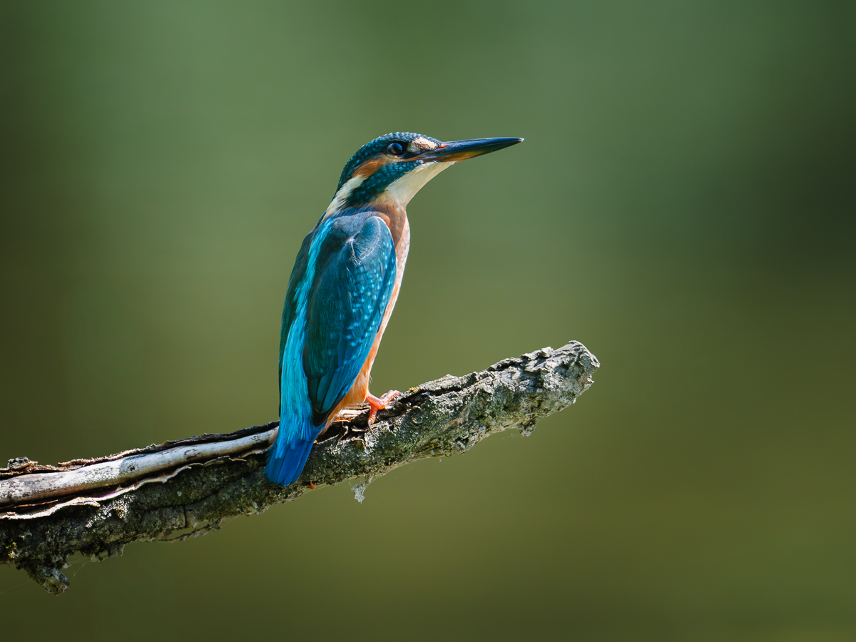 Eisvogel Portrait in schöner Pose