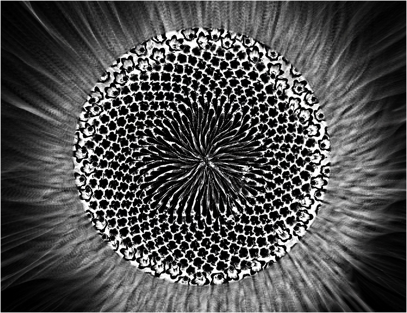 Black Hole Sun