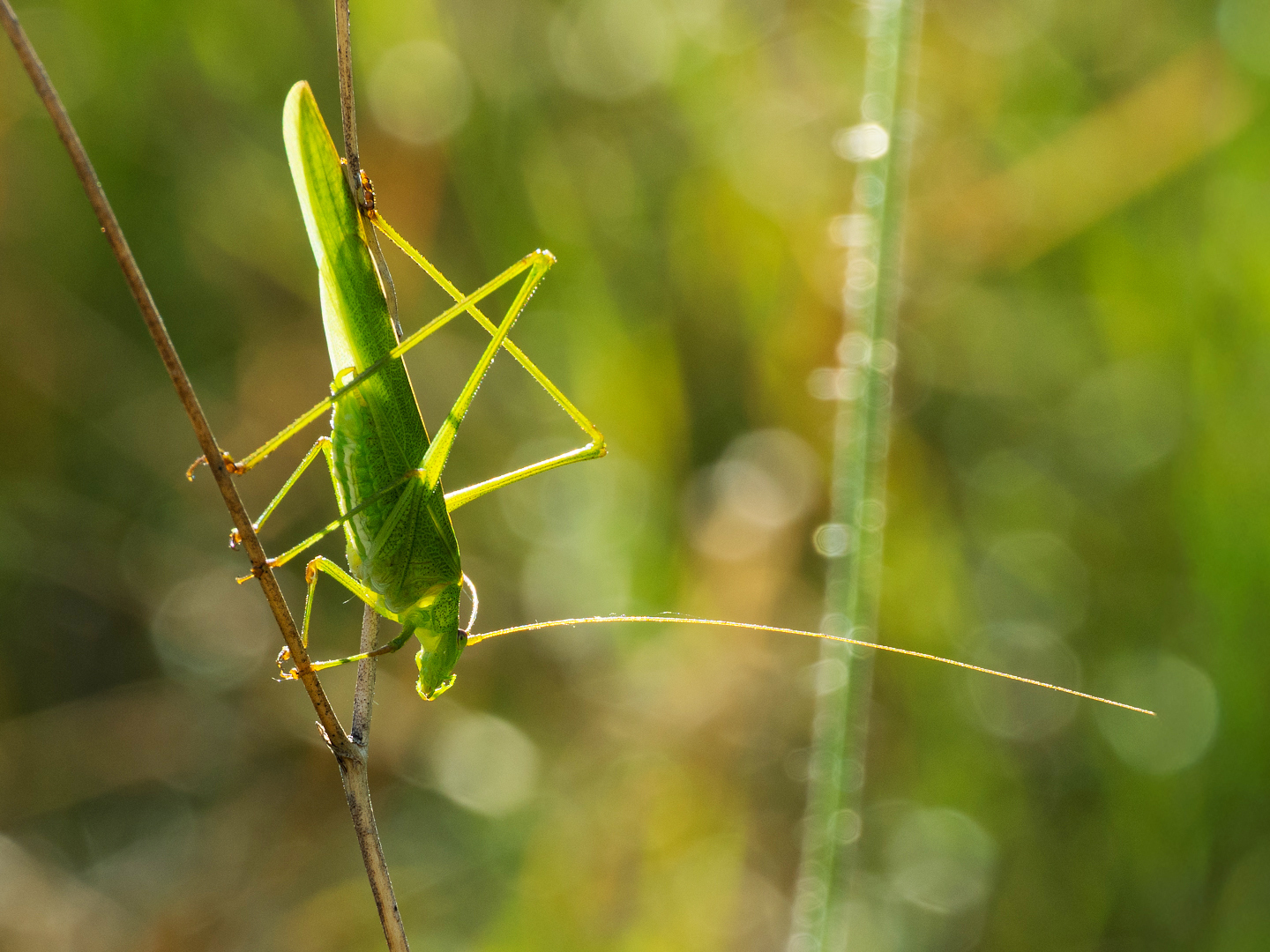 Gemeine Sichelschrecke  (Phaneroptera falcata)
